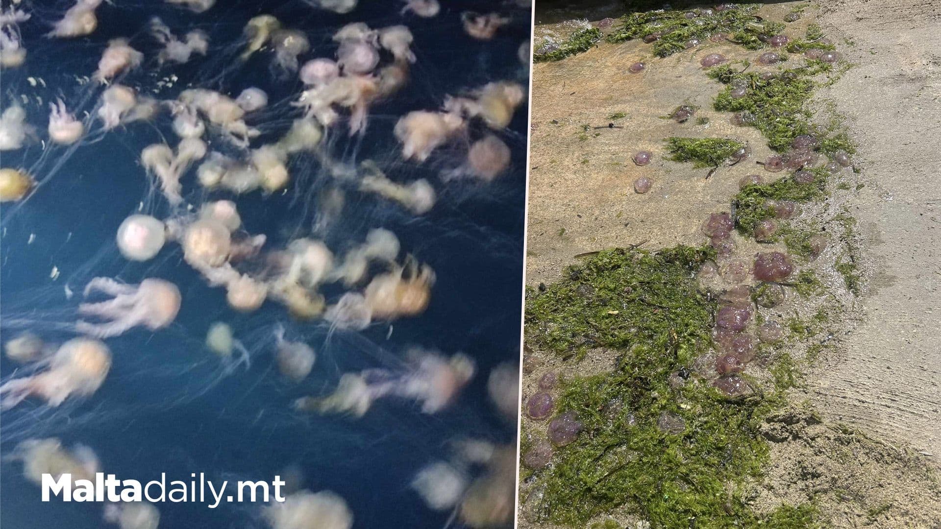 Jellyfish Blooms Around Maltese Coasts Starting