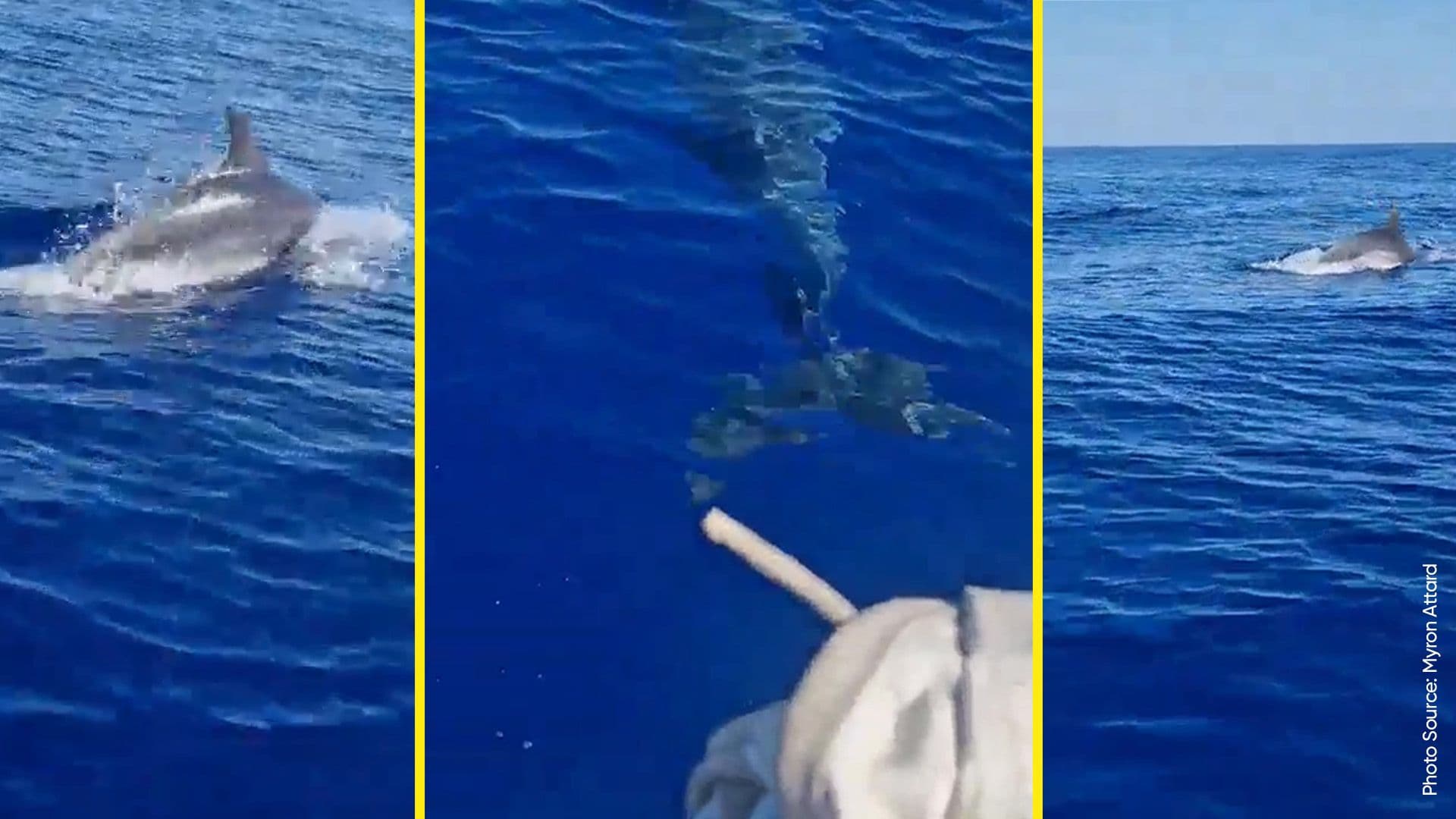 Dolphins Spotted Just Outside Valletta Port