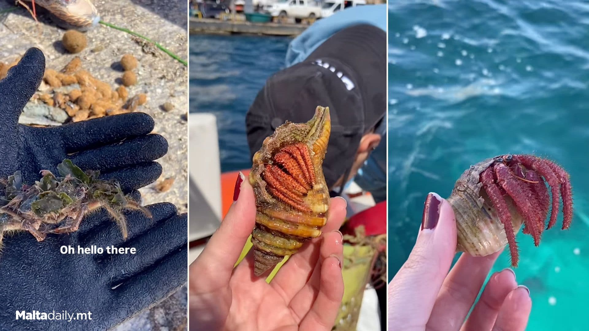 Zibel Help Sea Creatures Stuck To Debris