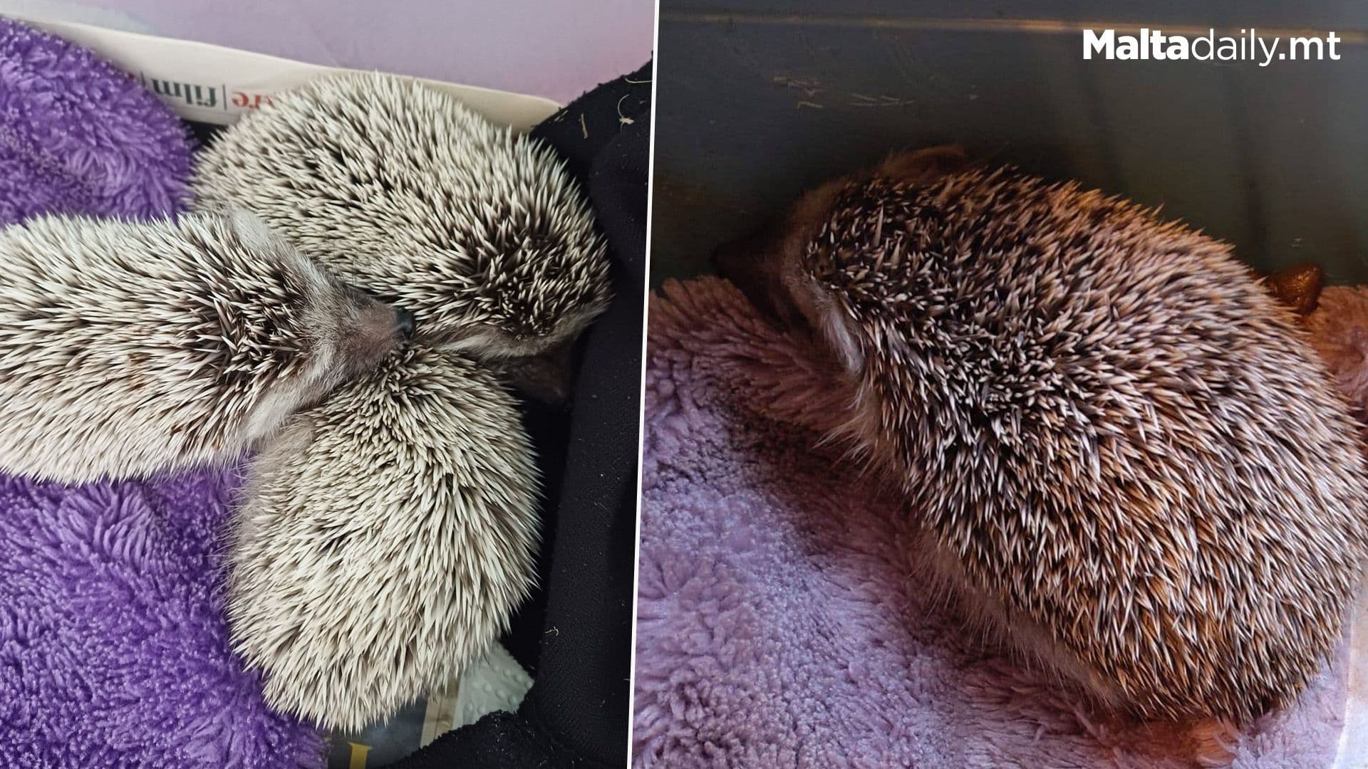Four Hedgehogs Saved In One Day In Gozo