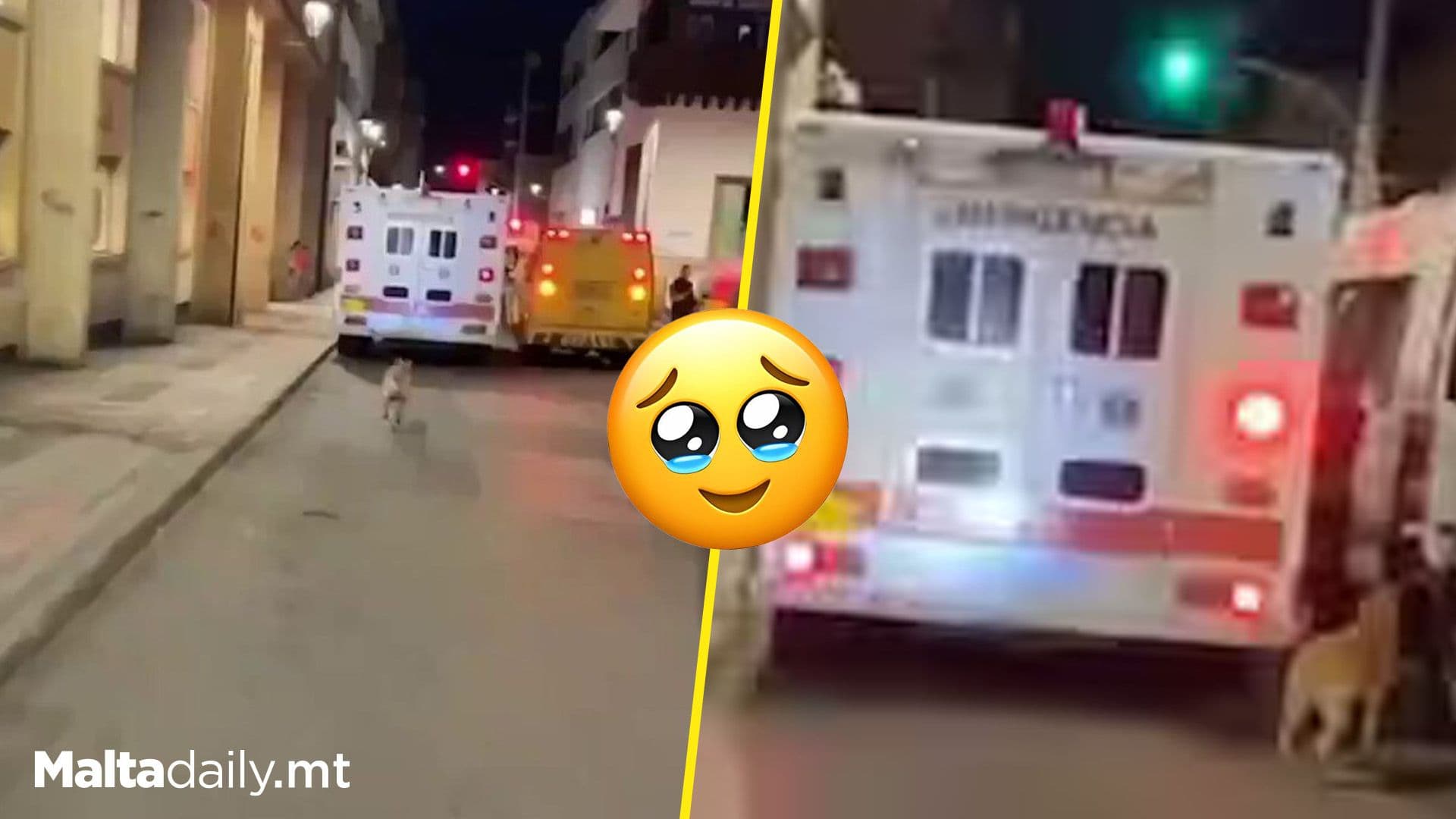 Loyal Dog Escapes Home To Follow Ambulance Carrying Owner