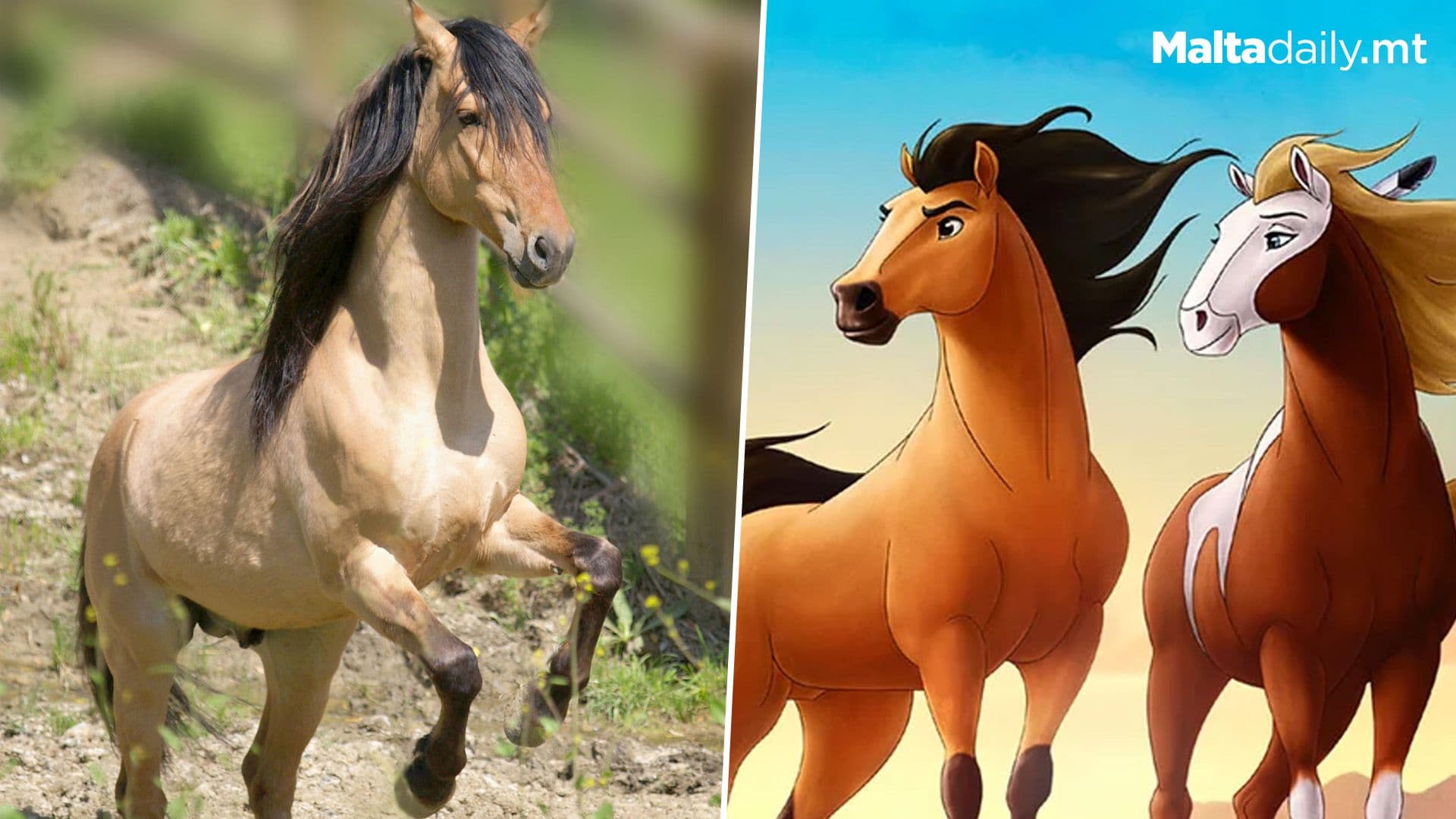 Spirit The Mustang Stallion Celebrating 29th Birthday