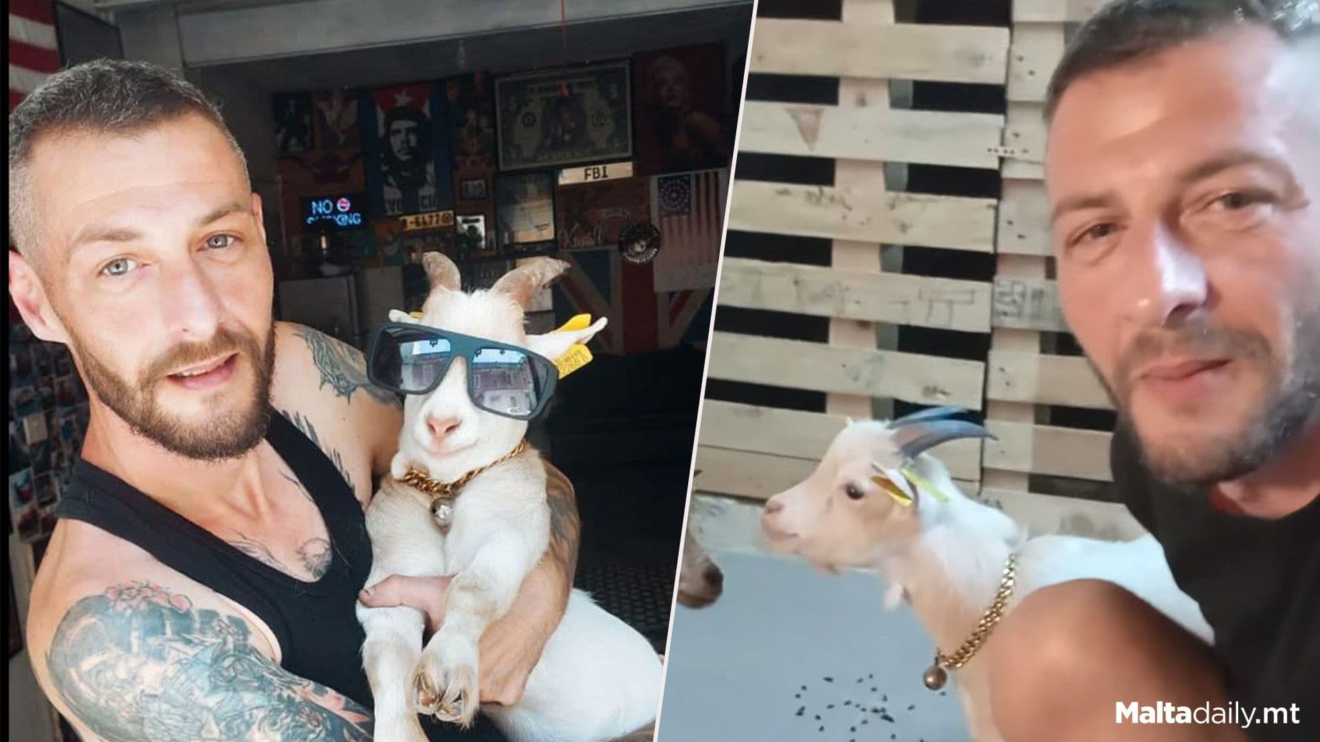 Ħamrun Festa Goat Owner Ensures They Are Treated Very Well