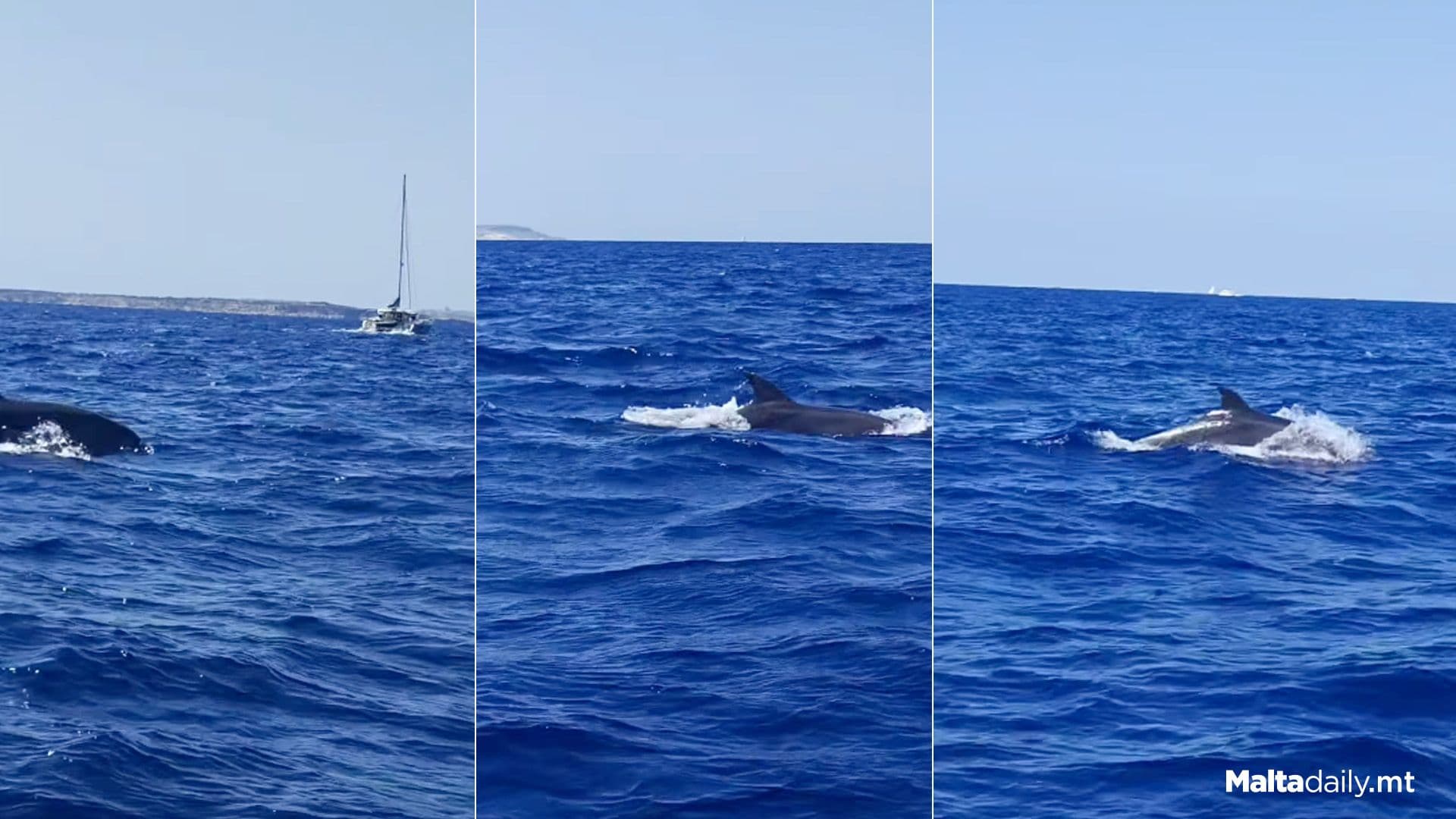 Pod Of Dolphins Spotted Off Comino