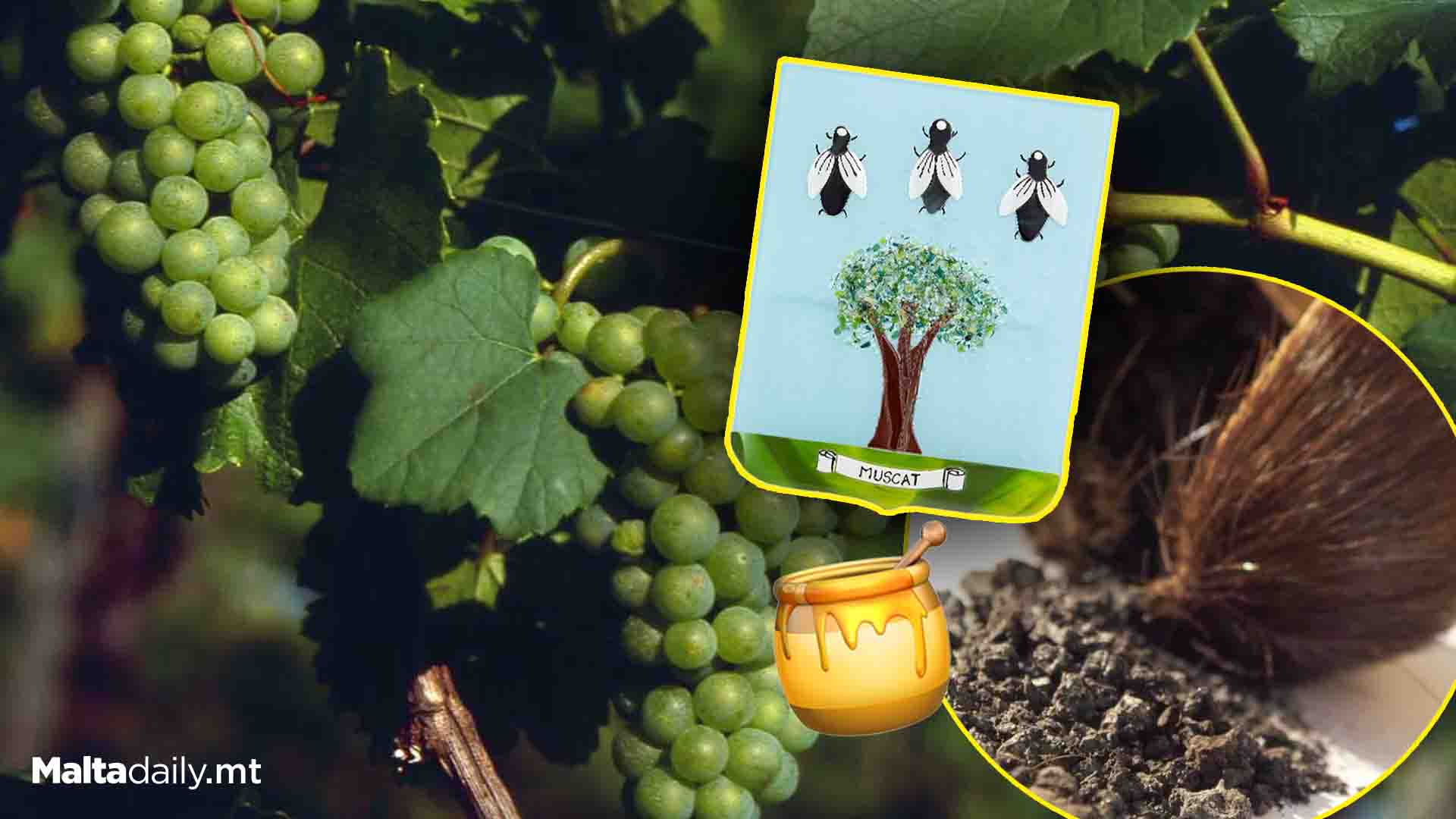 Muscat: The Surname That Smells Sweet as Musk