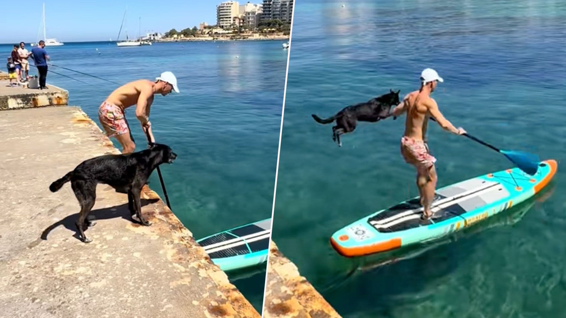 Local Dog & Owner Going Viral On TikTok For Paddle Board Fun