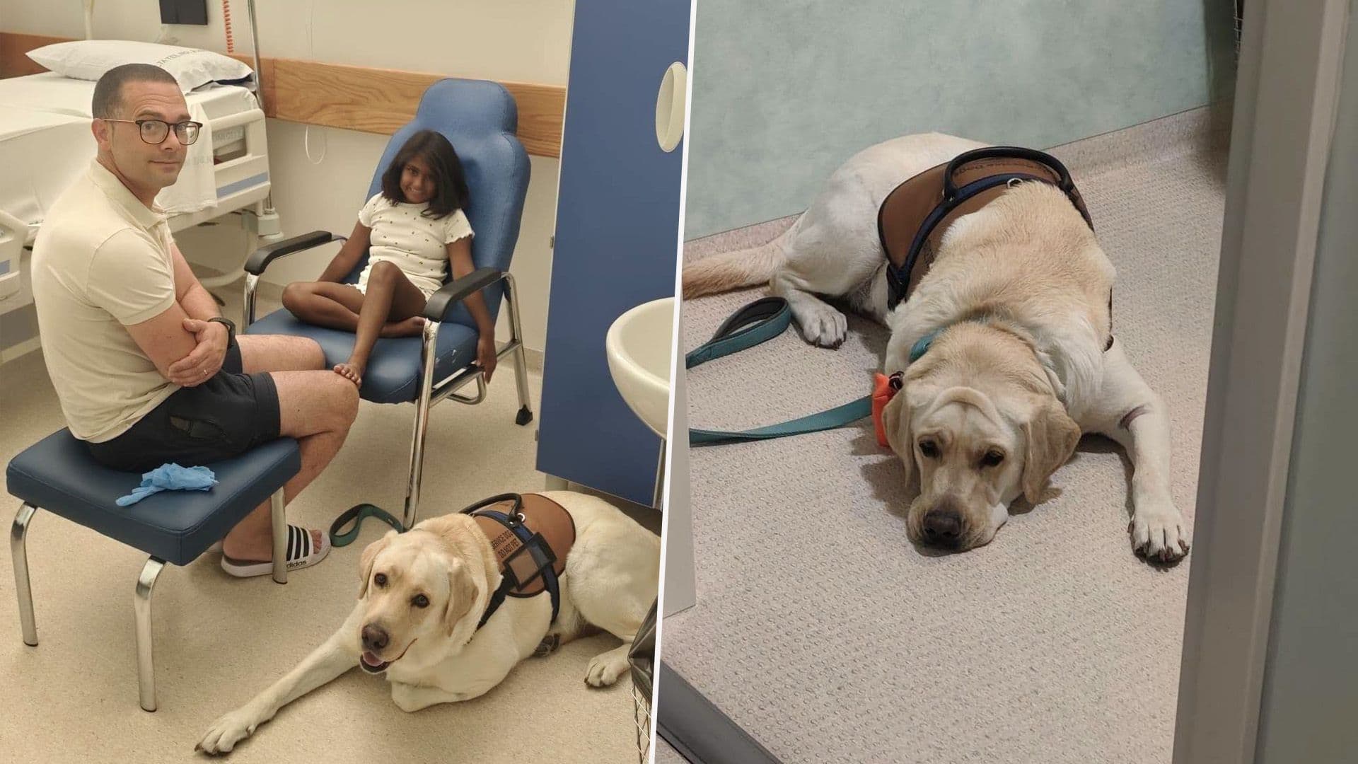 Service Dog Sam Waits For Little Girl Ella To Finish Surgery