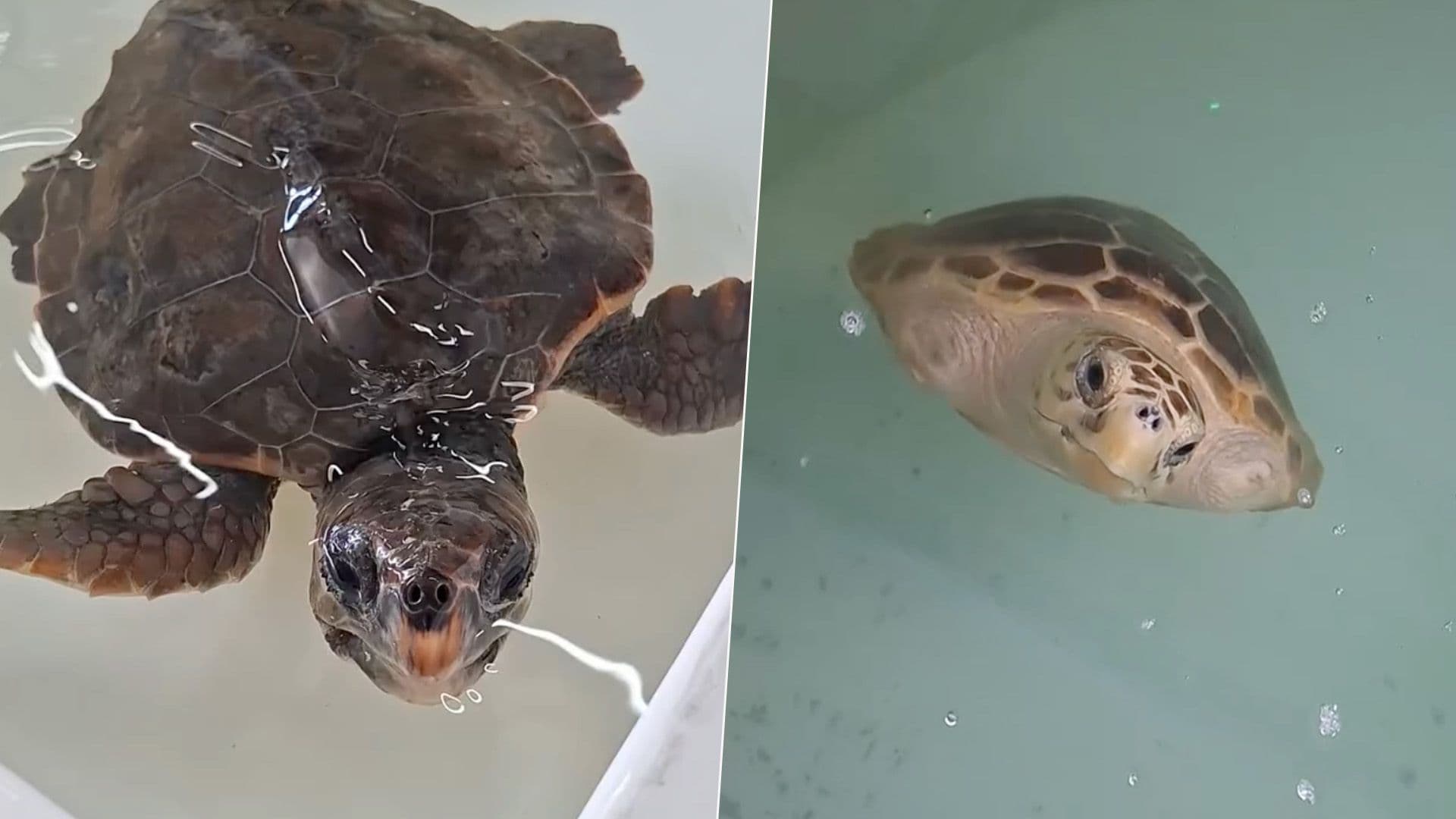 Meet The Turtles Undergoing Rehab At Nature Trust
