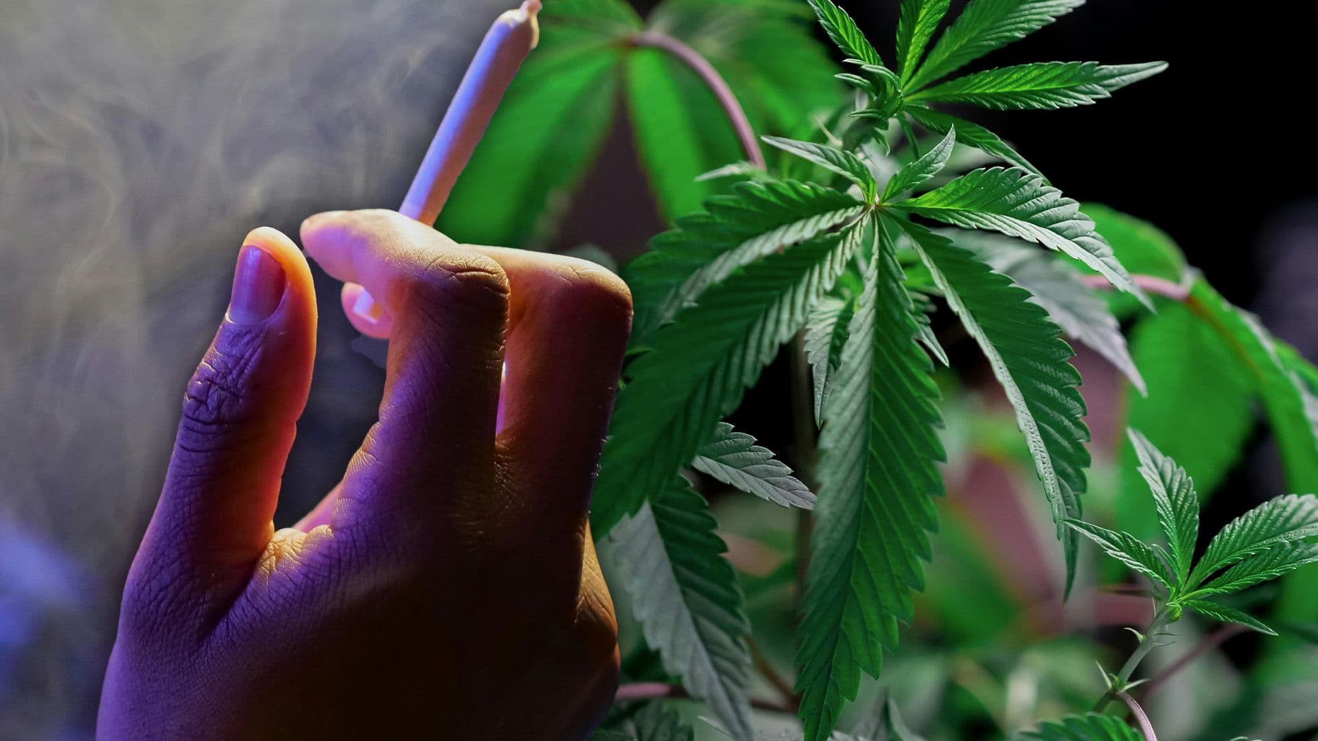 Today is 4/20: What Does It Mean?