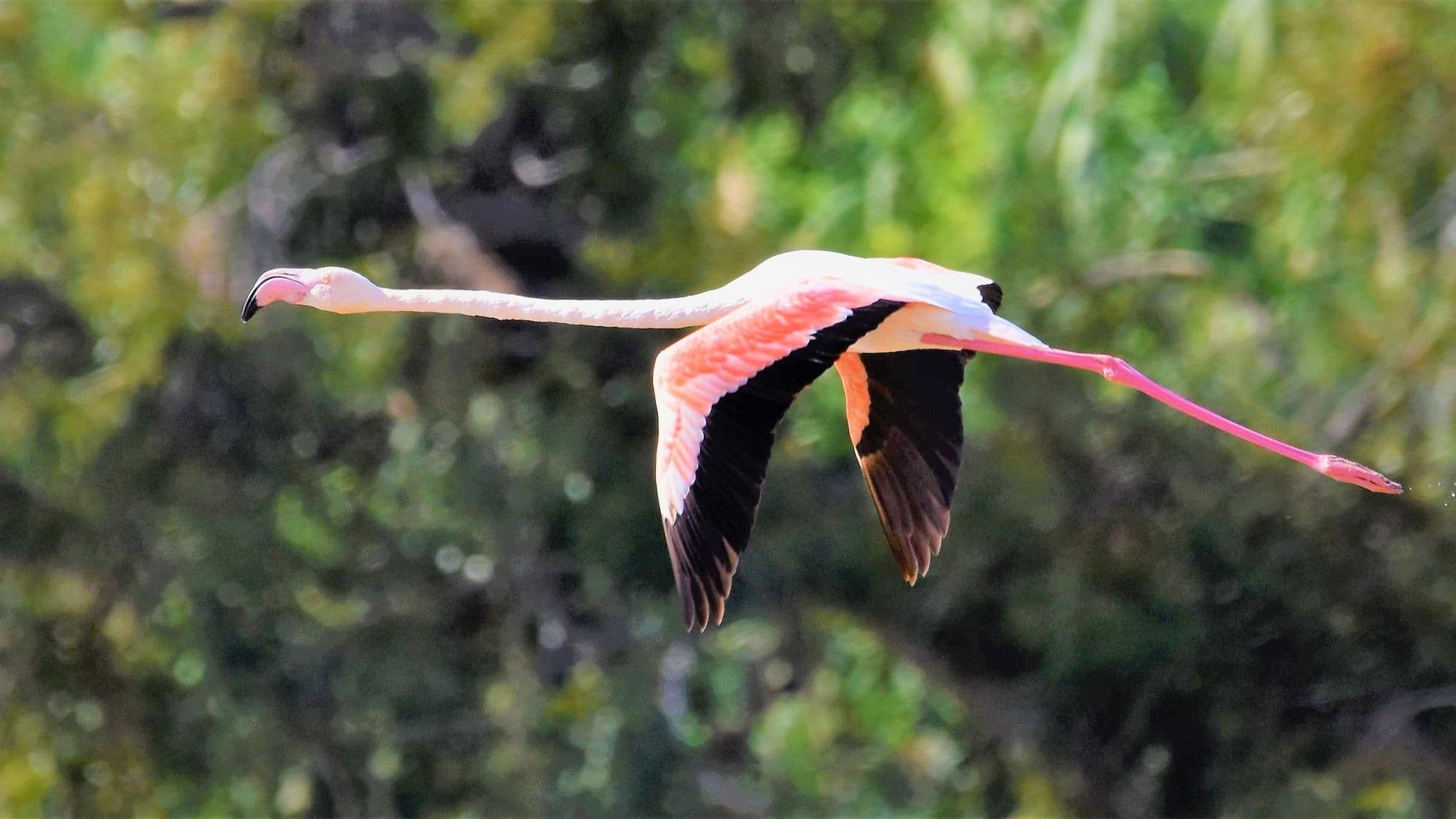 Photographer Ben Scerri Captures Shots of Flamingo In Malta