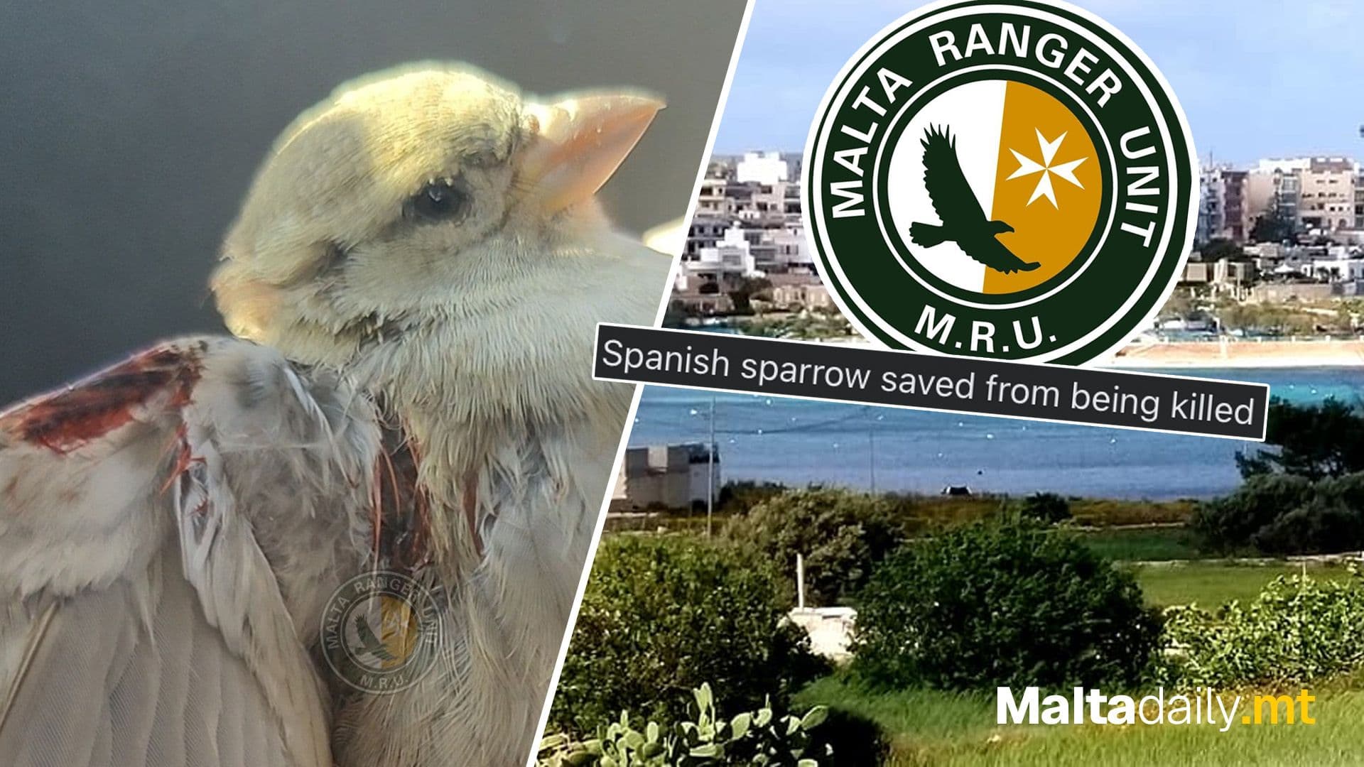 Protected Species Saved From Being Killed By Stray Cat In Marsaskala