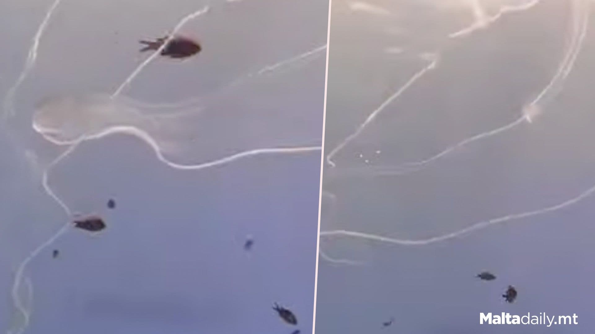 Most Graceful Comb Jelly Colony Spotted Off Gozo Coast