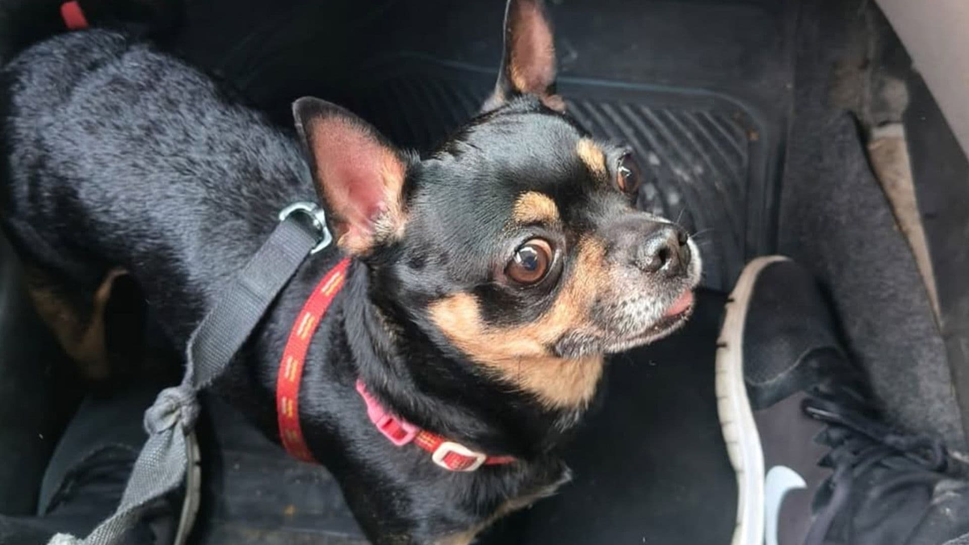 Heroic Woman Stops Attempted Dog Theft In Qormi