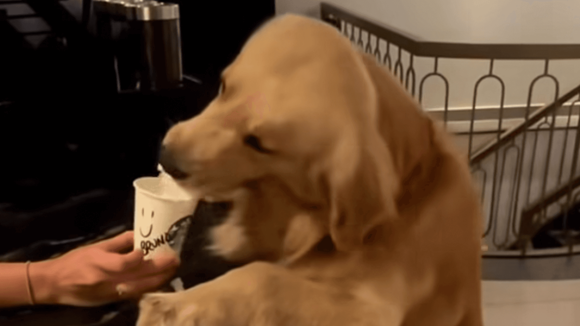 Wholesome Moment As Golden Retriever Feasts On Starbucks Cappuccino