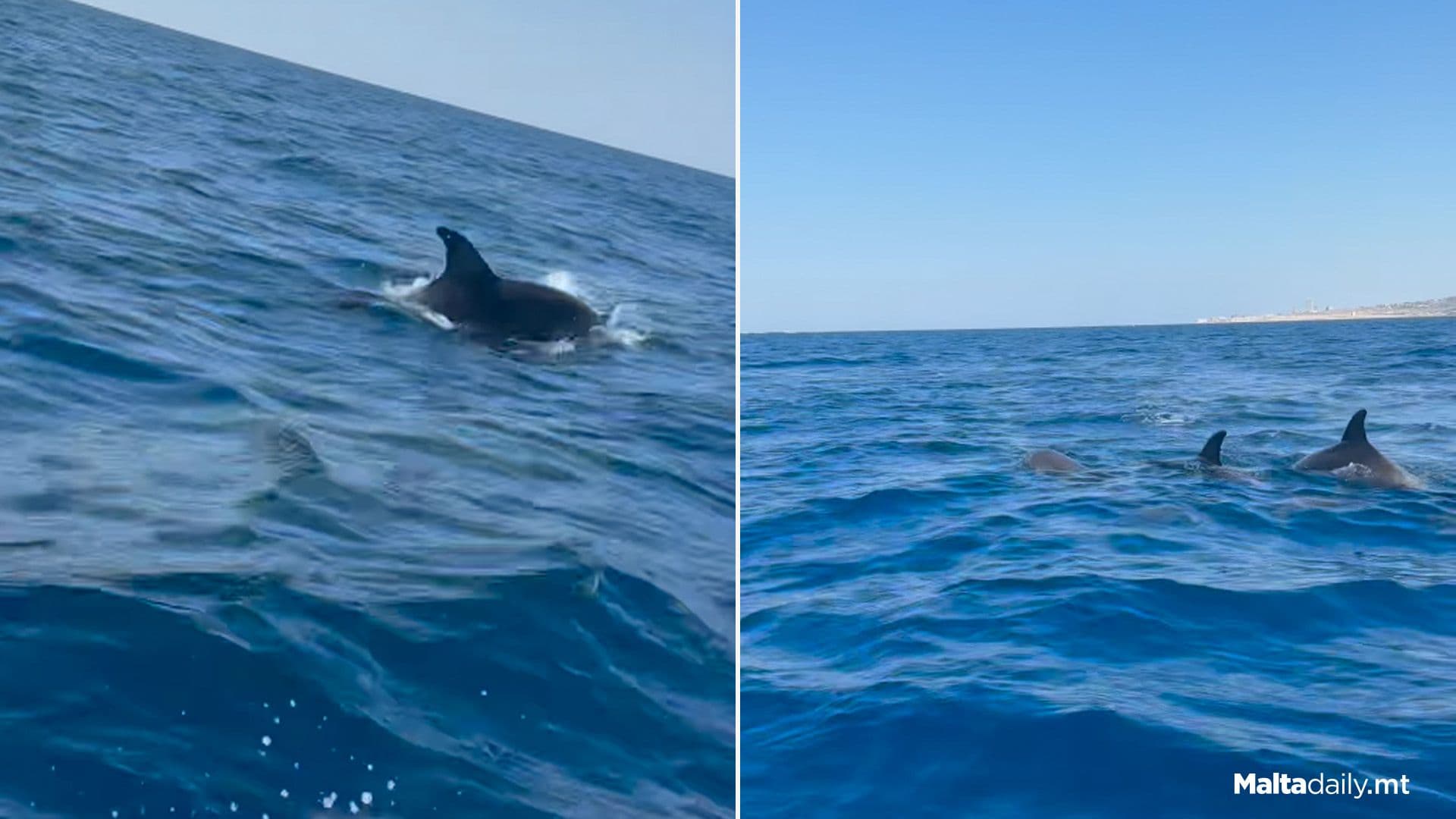 Pod Of Dolphins Fascinate Locals Out At Sea