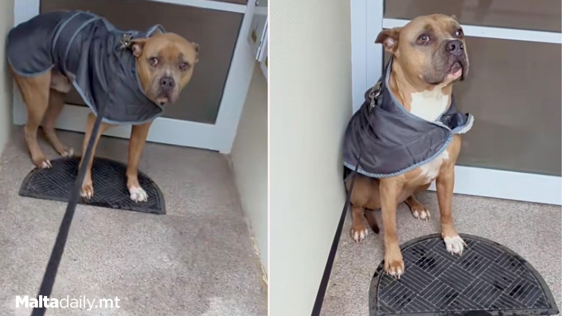 Wholesome Moment Dog Refuses To Go Out In Rain