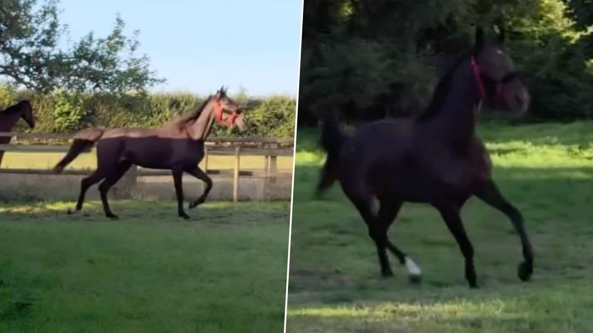 From Malta To UK: Horse Dolly Reunites With Horse Friend At New Home