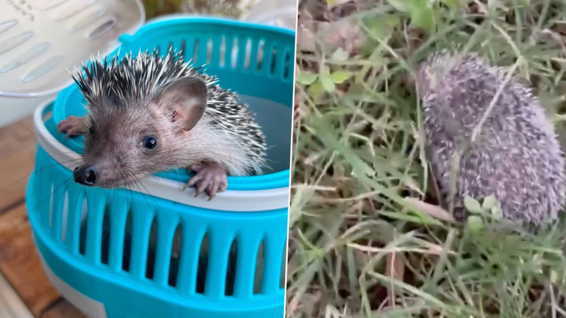 Justin The Hedgehog Returns To The Wild After Losing Mum & Siblings