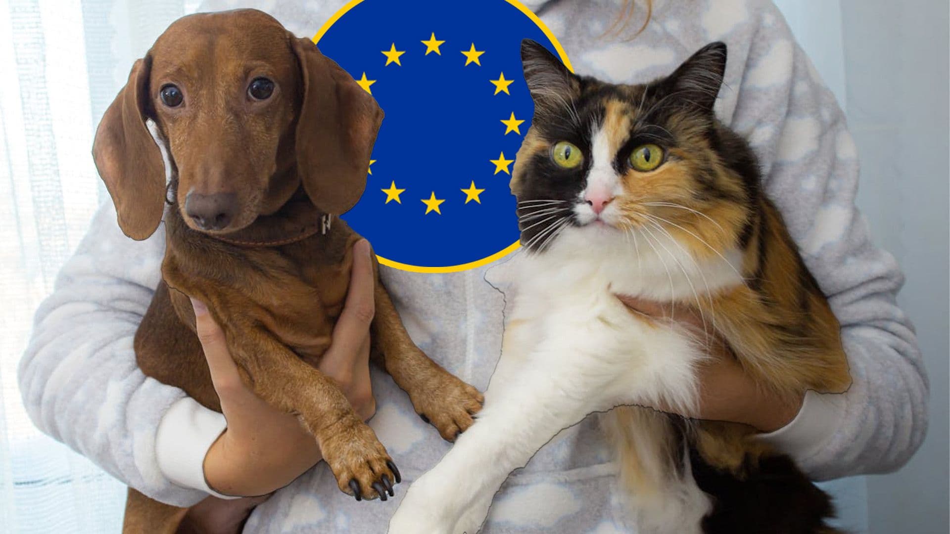EU Parliament Calls For Harsher Rules Against Abuse Of Dogs And Cats