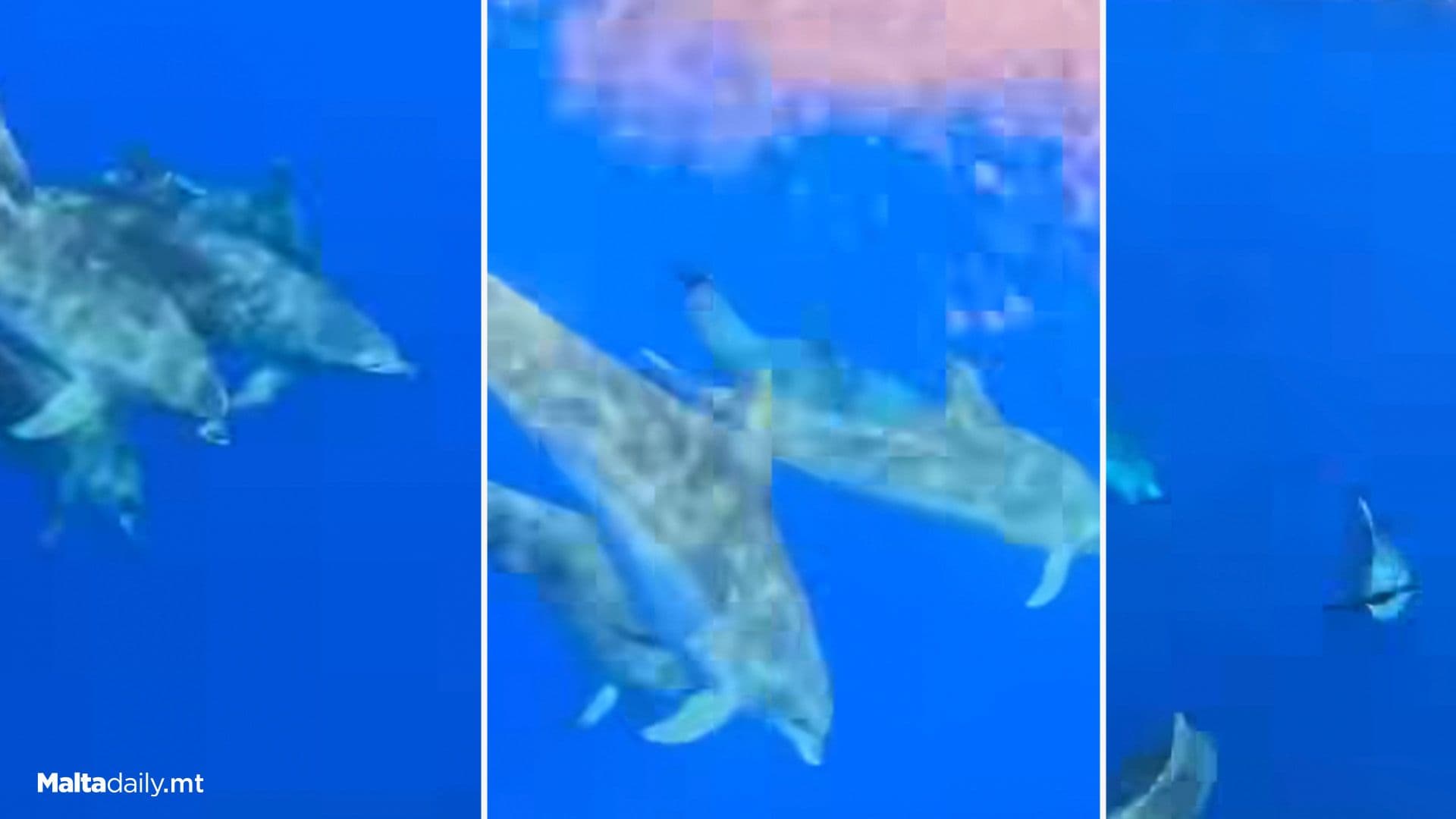 Pod Of Dolphins Spotted Off Coast Of Xlendi, Gozo