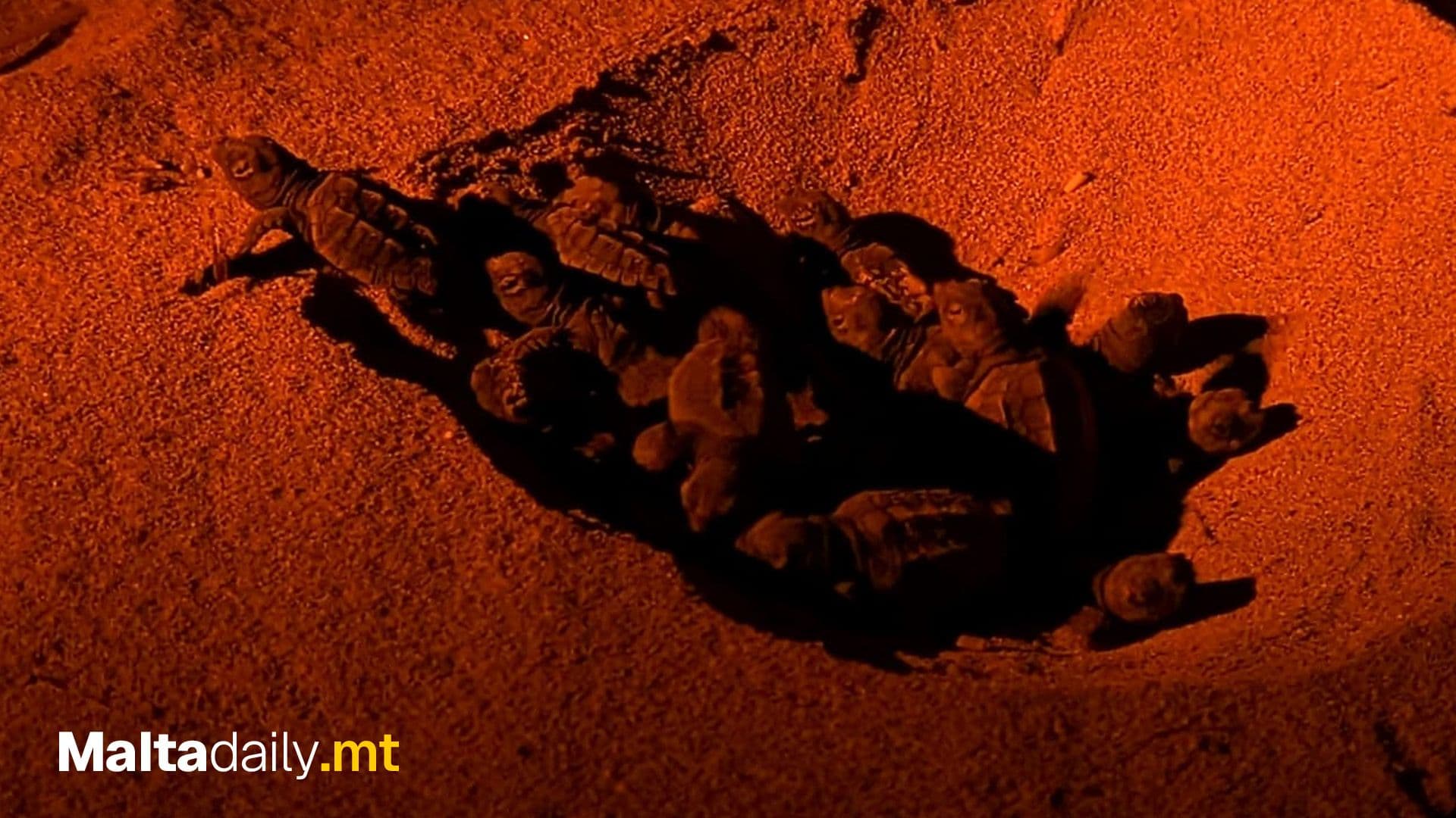 Sixth Turtle Nest of 2025 Begins to Hatch At Ramla l-Ħamra