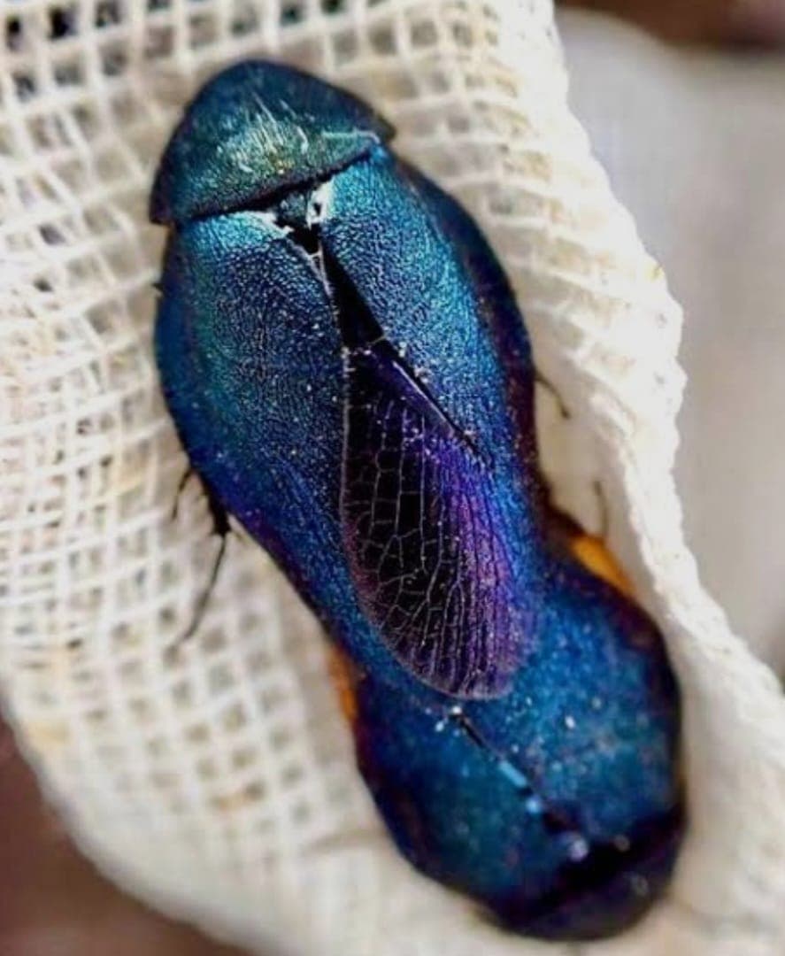 Ever Wondered What “Wirdien” Are Called Around The World