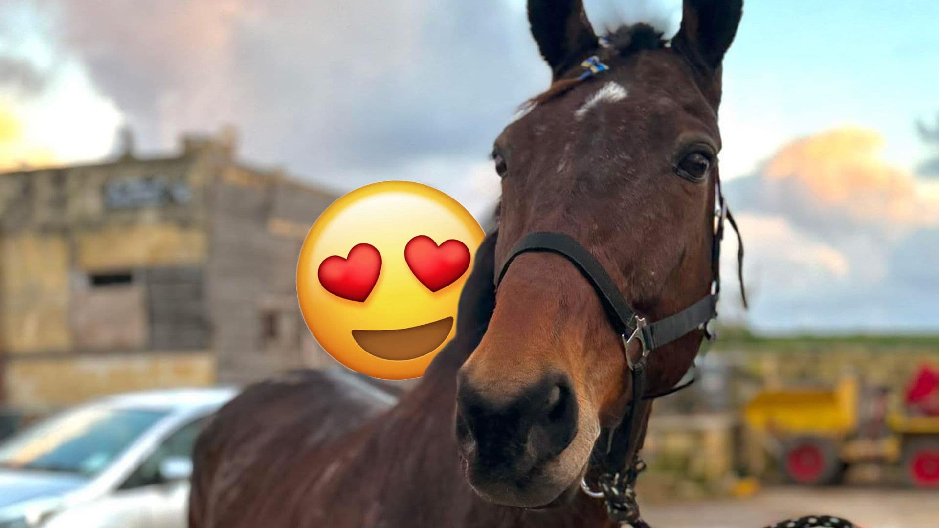 Malta Horse Rescue Seeks €5,000 To Send Retired Trotters To UK on March 12th