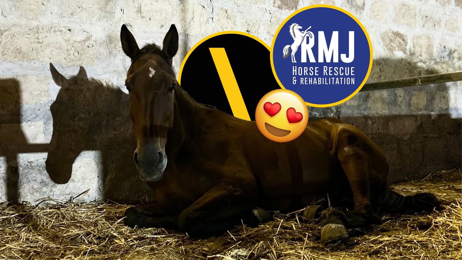 Help Feed A Horse This Christmas With TBWA\ ANG And RMJ's Horse Rescue!