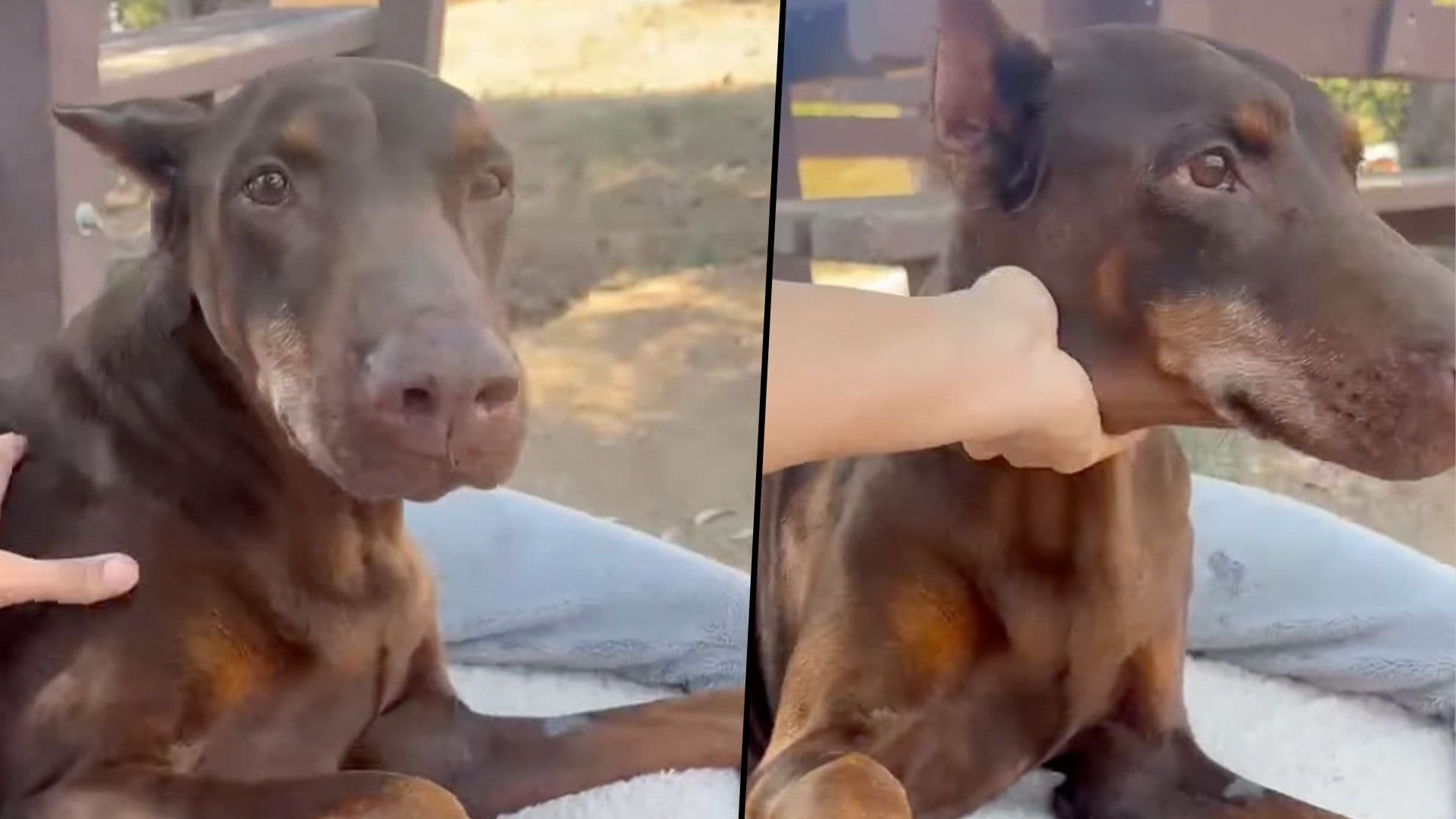 Shelter Dog Ċikka Is Receiving The Care And Love She Deserves