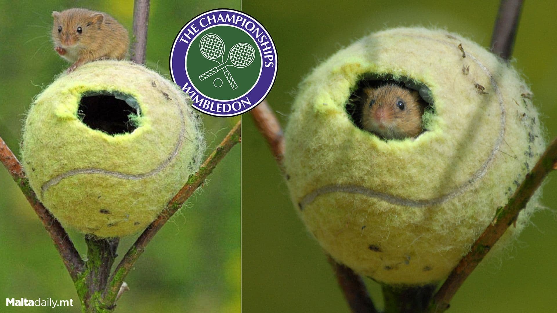 What Happens To The Used Wimbledon Tennis Balls?