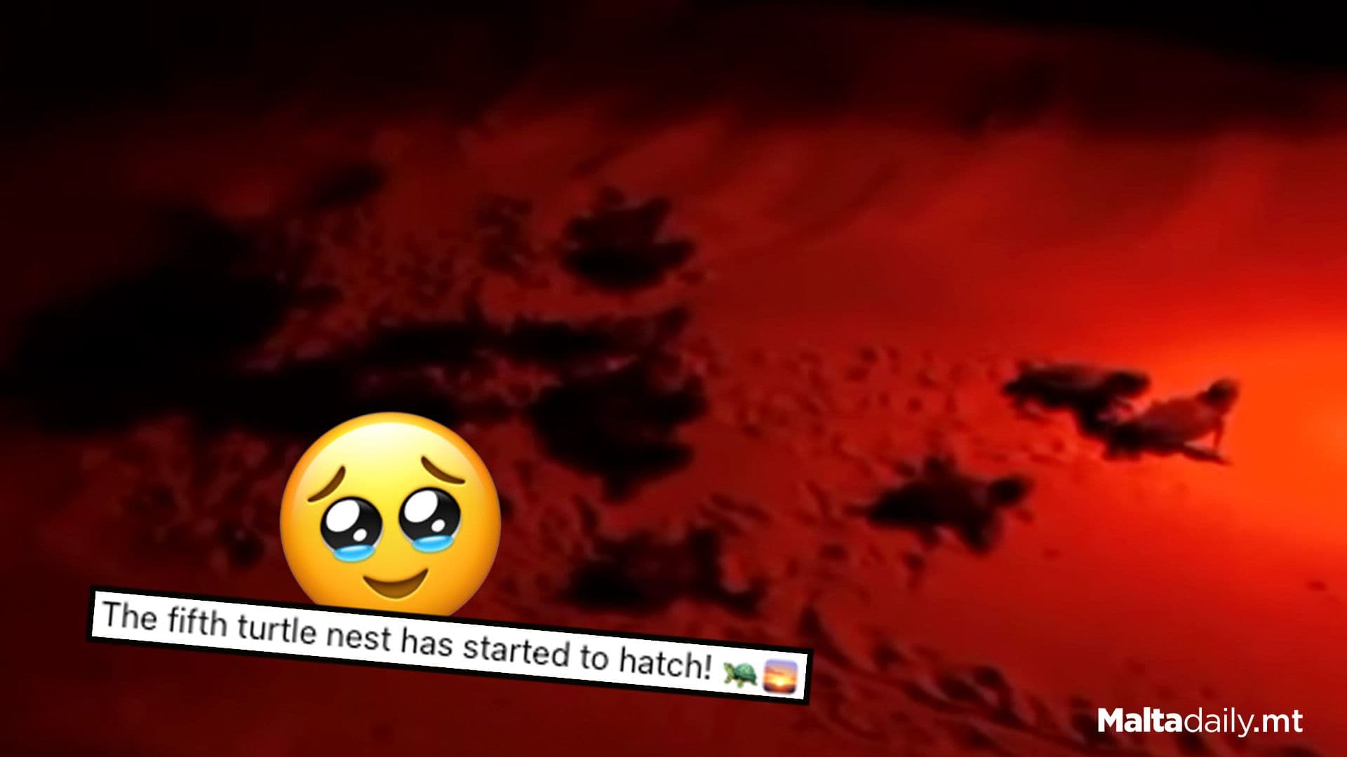 5th Turtle Nest In Malta Starts To Hatch In Ramla L-Ħamra