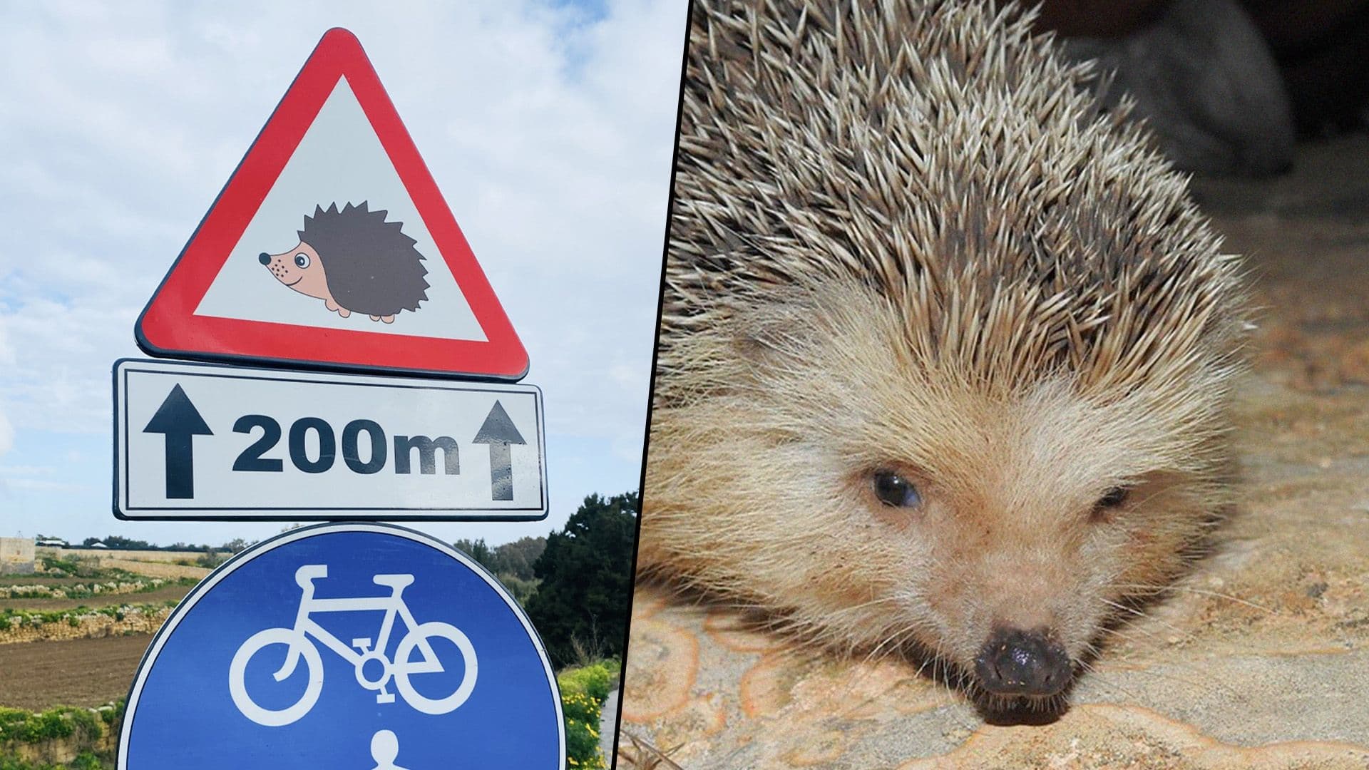 Ħaż-Żebbuġ Local Council Installs New Hedgehog Road Signs