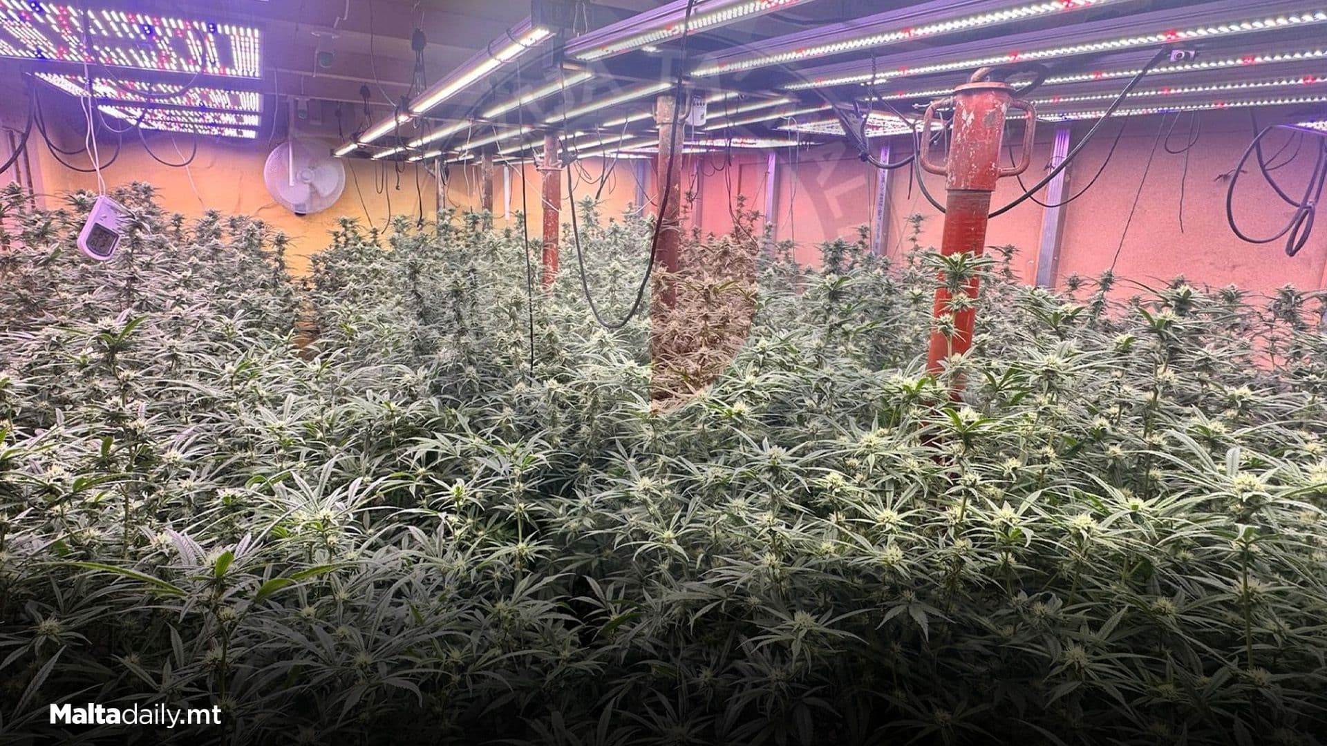 31 Year Old Man Arrested For Cannabis Cultivation