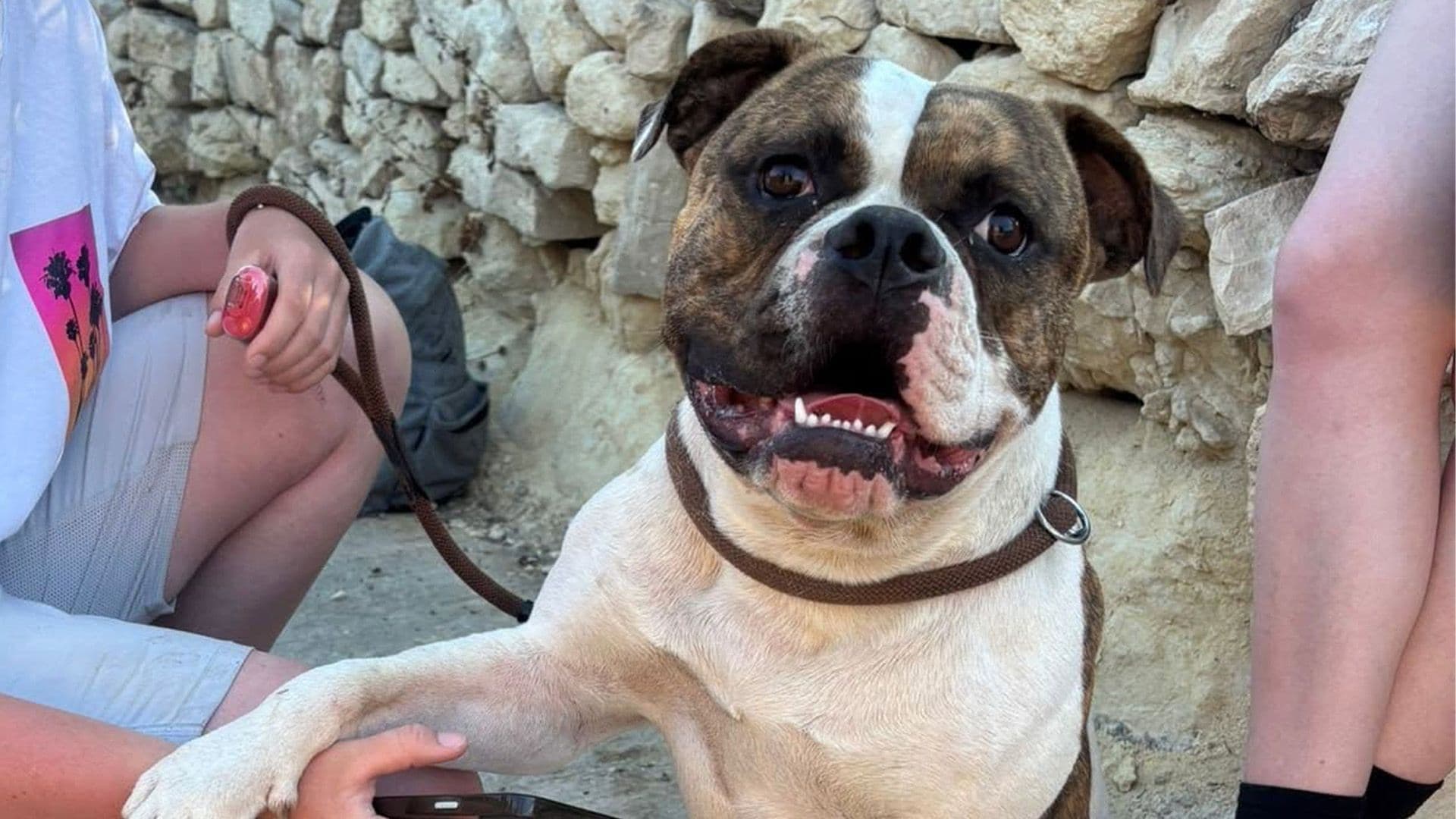 Lost Dog Reunites With Their Family Thanks To Local Shelter