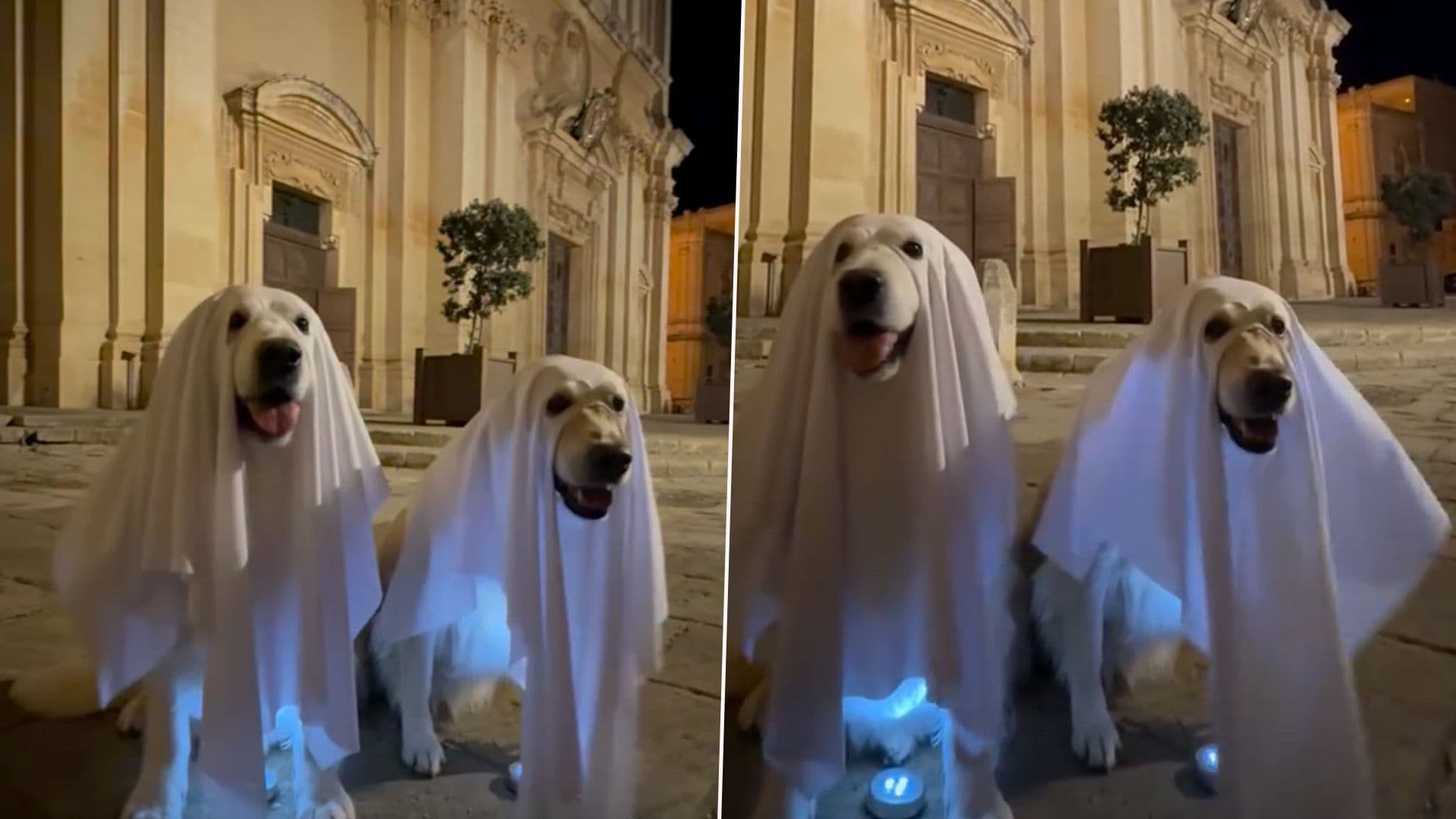Adorable Golden Retrievers Bailey & Whiskey As Ghosts In Mdina