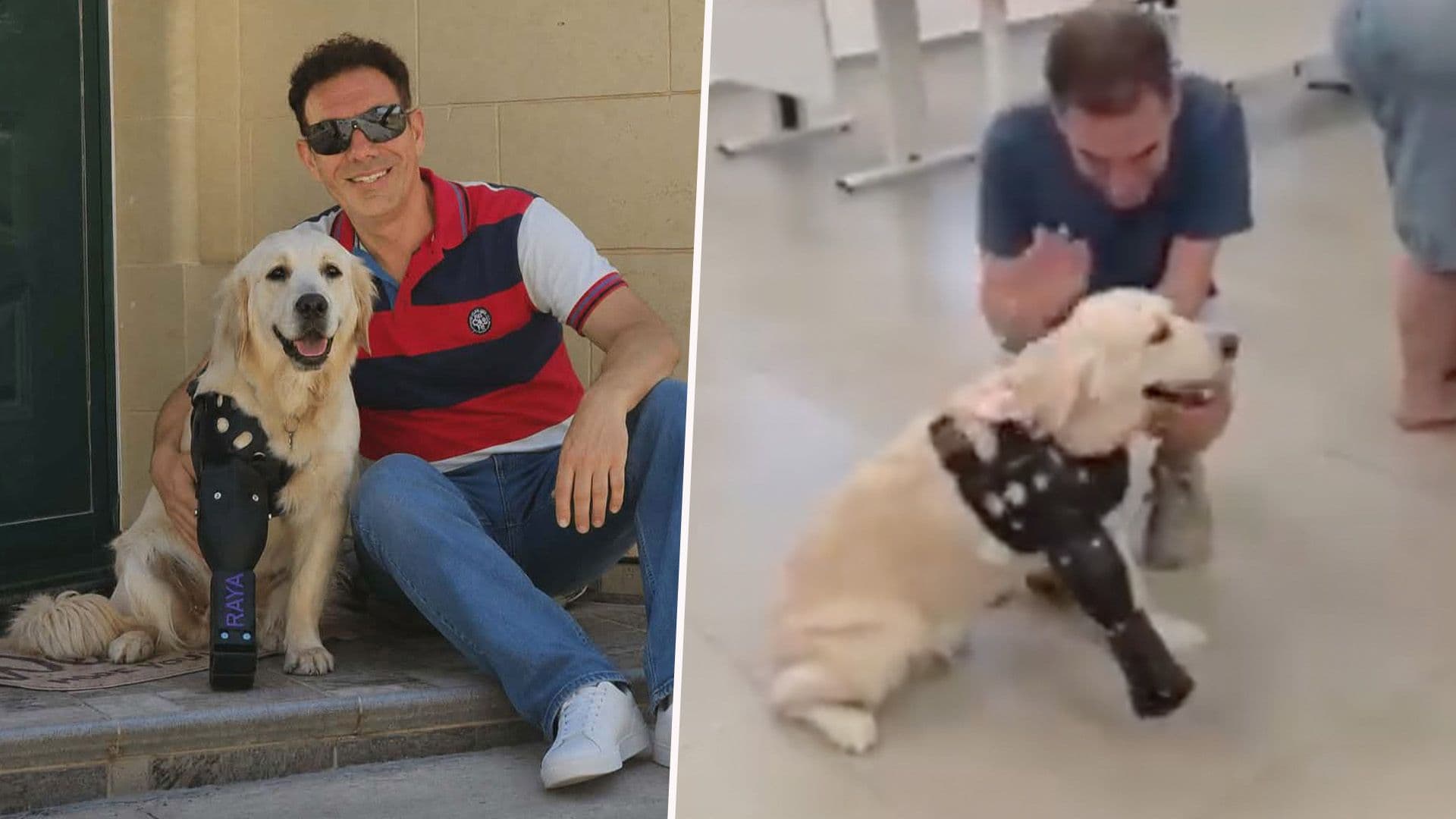 Happy School Dog Raya Returns With Hew New Prosthetic Leg