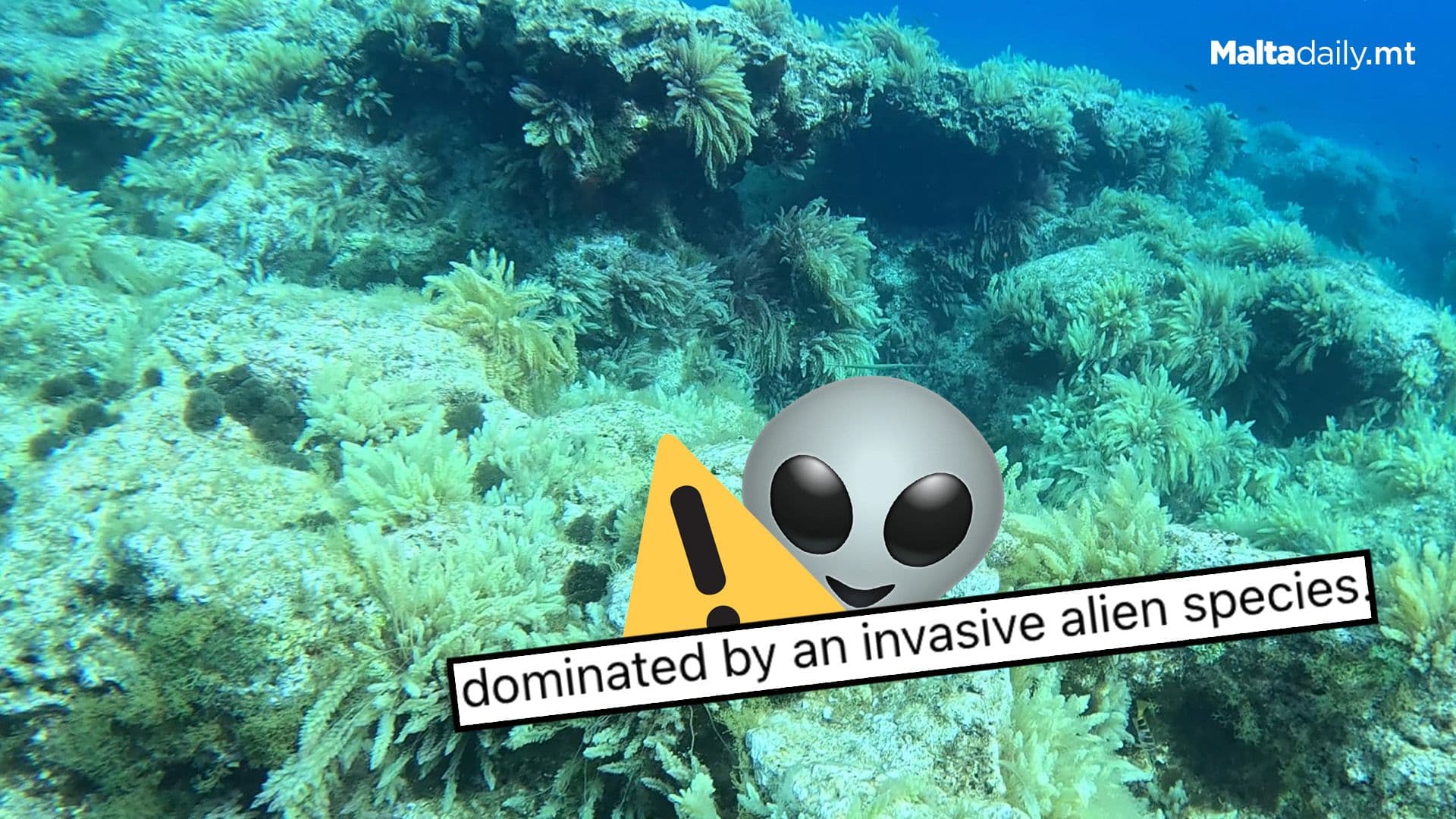 Marine Biologist Highlights Alien Algal Species On Local Seabed