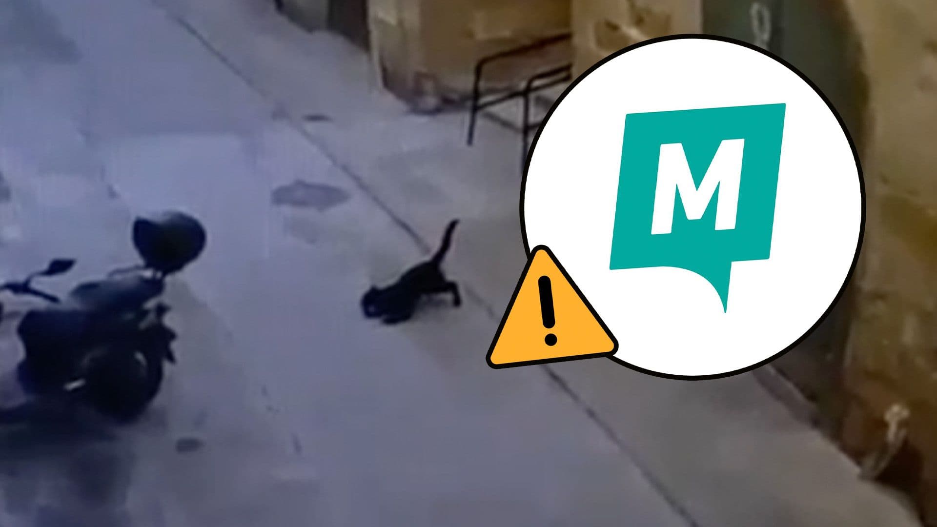 Partit Momentum Calls For Public Safety Reassurance After Big Cat Reports