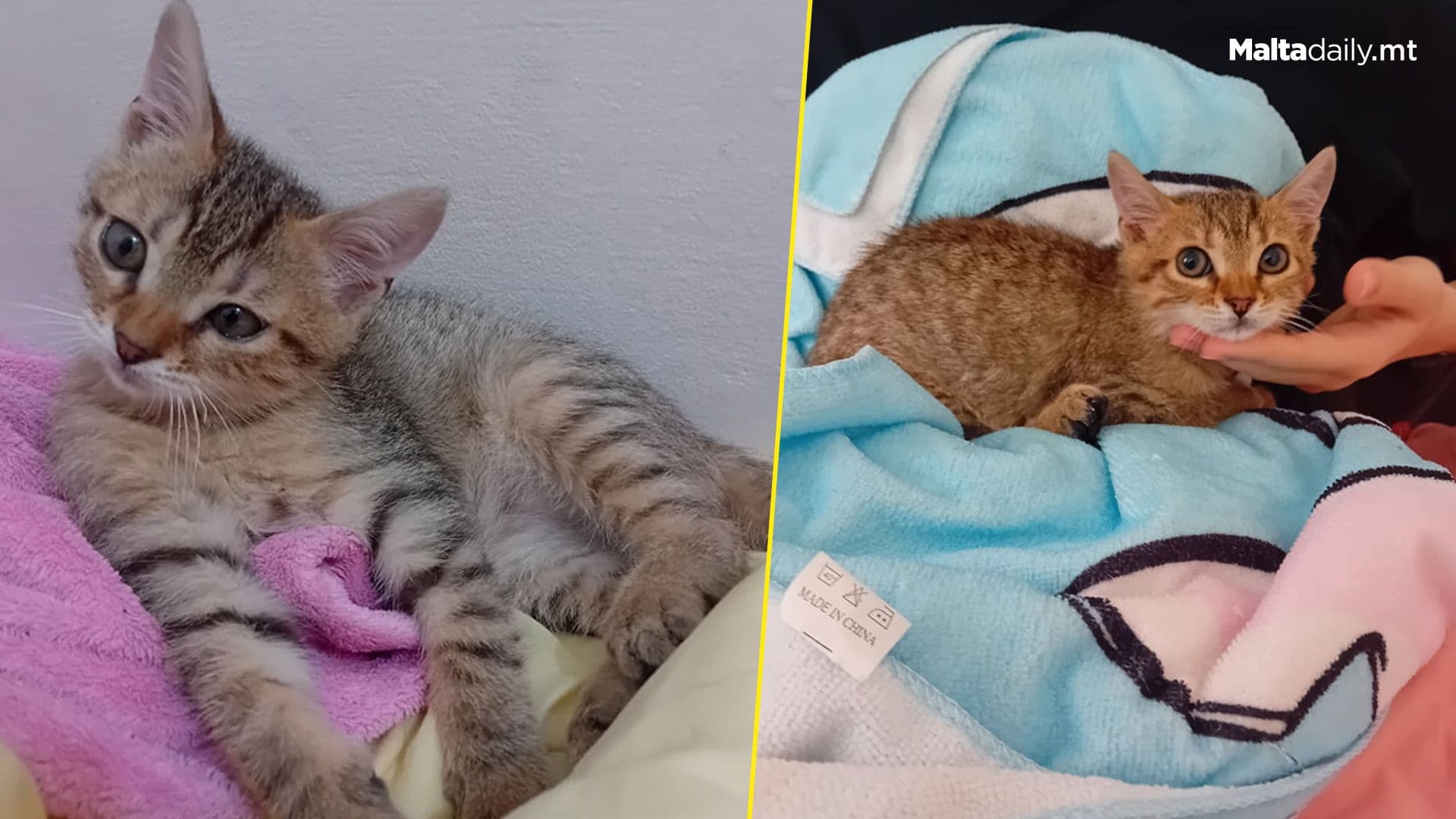 Scared Kitten Rescued By Dog Shelter Looking For Home