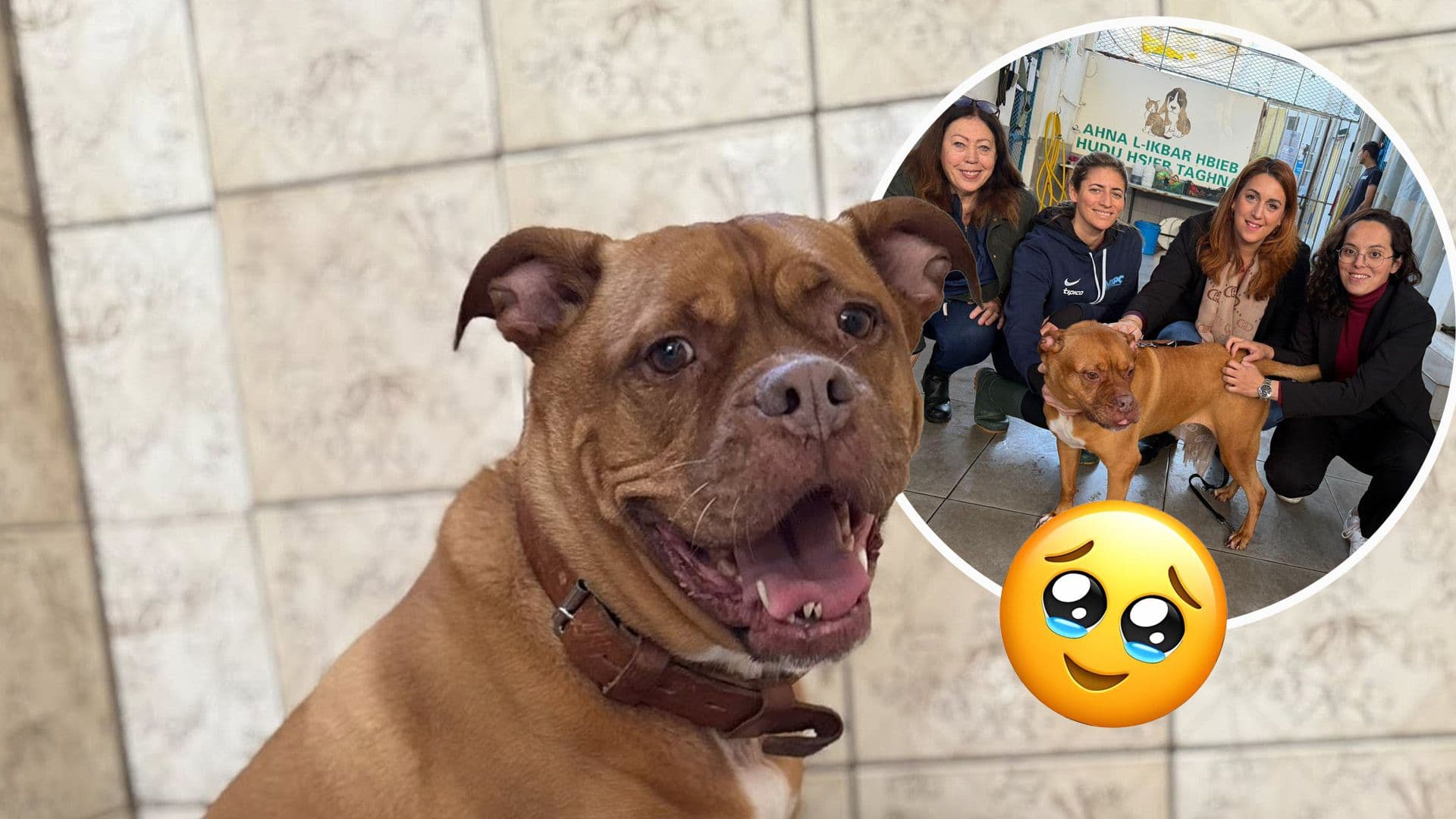 Over 15 Animal Welfare Dogs Set To Find Forever Homes