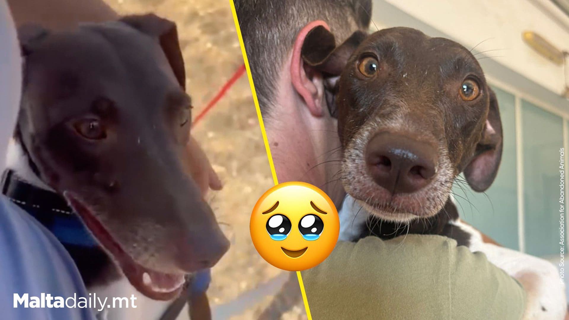 Association for Abandoned Animals Reaches 200th Adoption