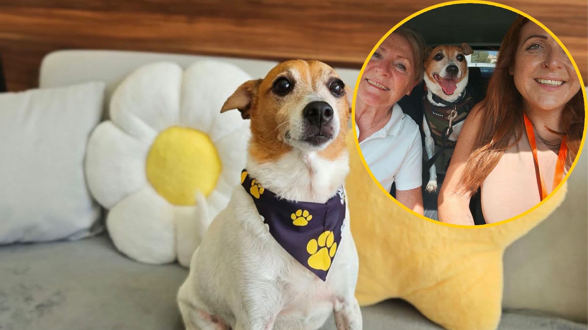 Shelter Dog Roly Finally Finds Forever Home