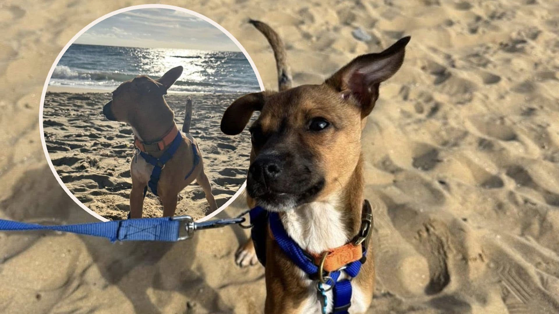 Ex-Shelter Dog Isaac Treated To Beach Day By New Owner
