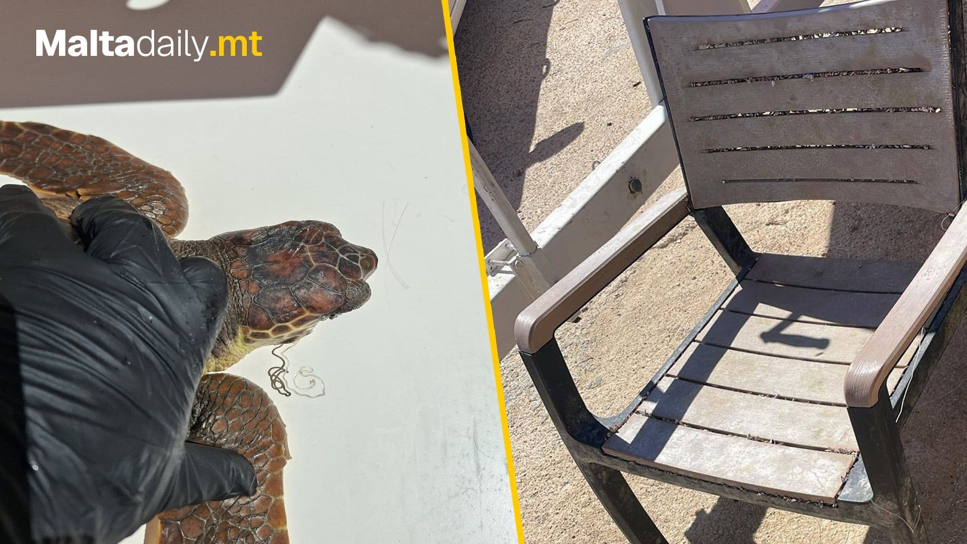 Turtle Rescued After Being Tangled In Fishing Line and Plastic Chair