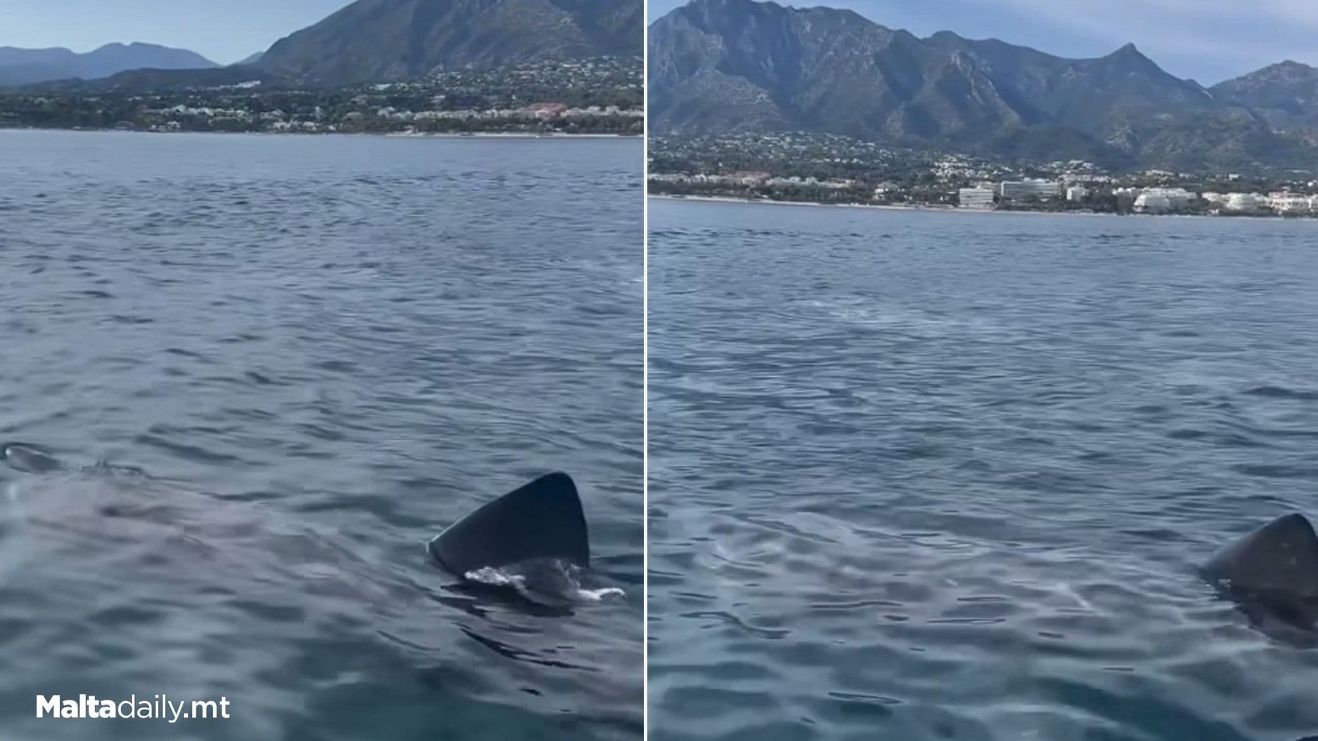 Harmless Basking Shark Spotted Off Spanish Coast