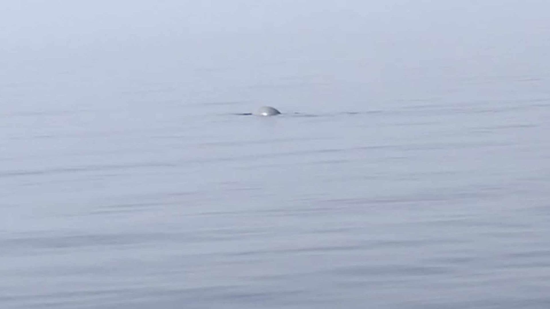 Endangered Seal Species Spotted in Maltese Shores