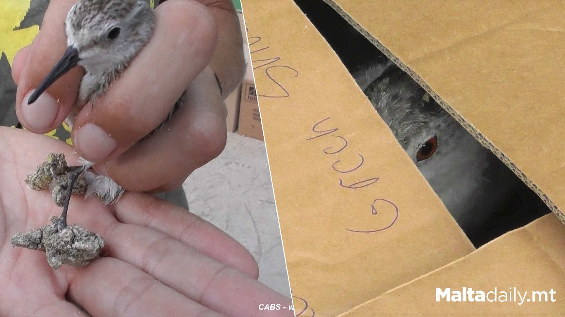 Malta’s Most Notorious Wildlife Offenders Has Been Convicted Once Again