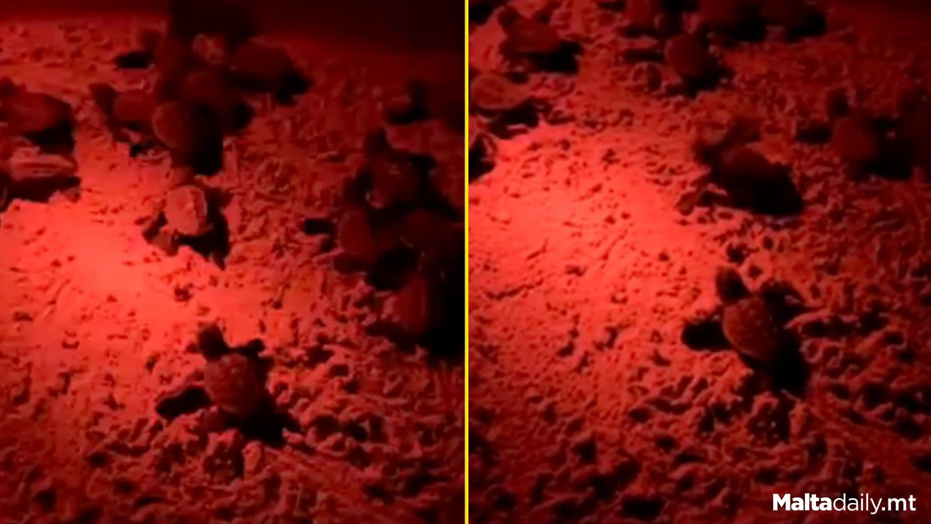 40 Turtles Hatch From Malta’s Fourth Nest