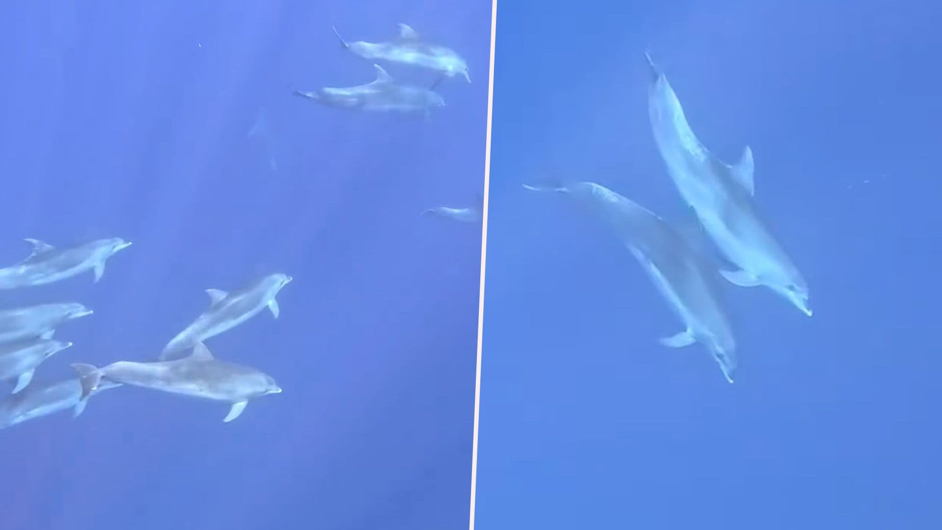Local Goes For A Snorkel With Dolphins In Maltese Waters