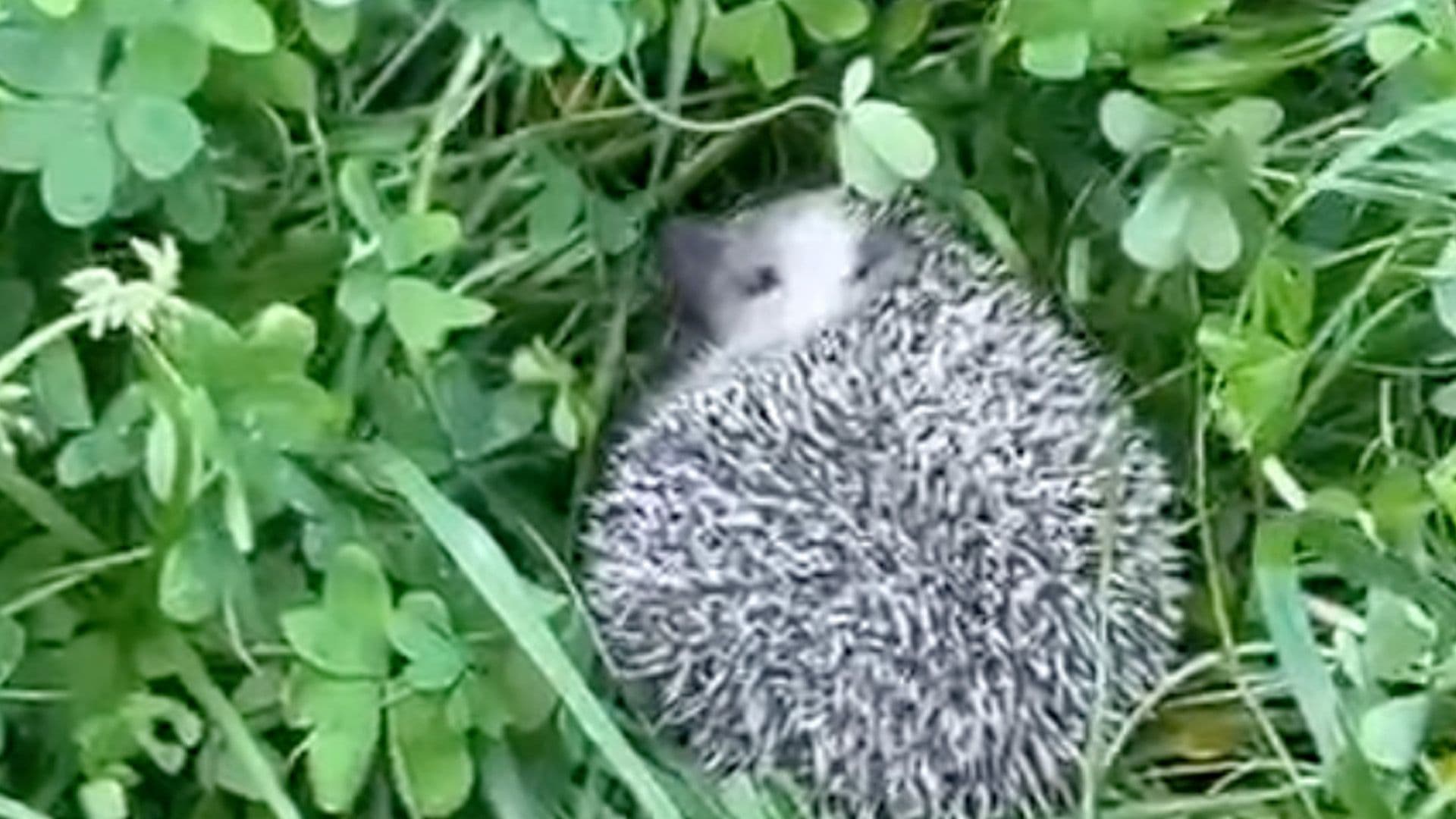 Hedgehog Returned To Nature After Fall Rescue
